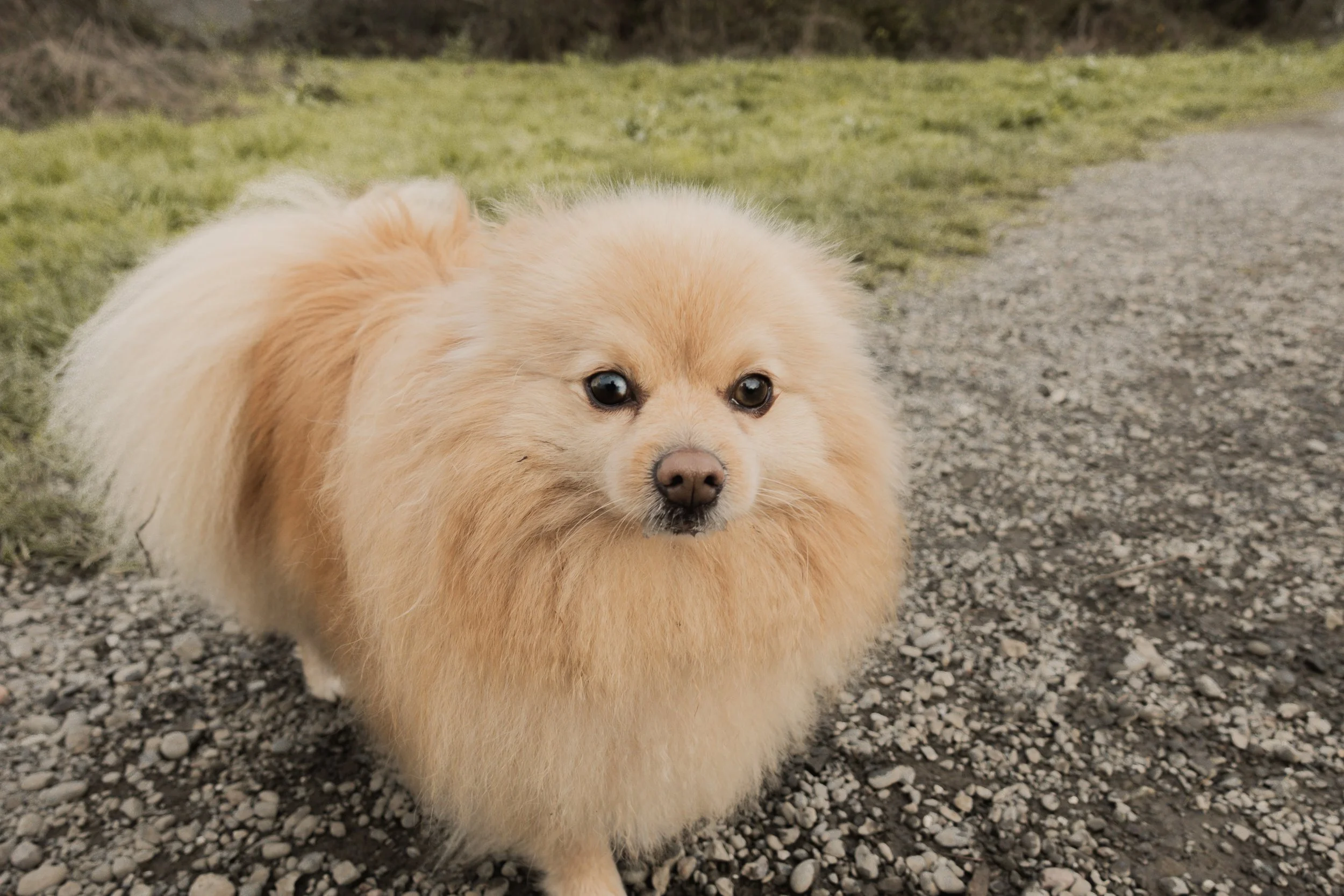 Pets-22.jpg