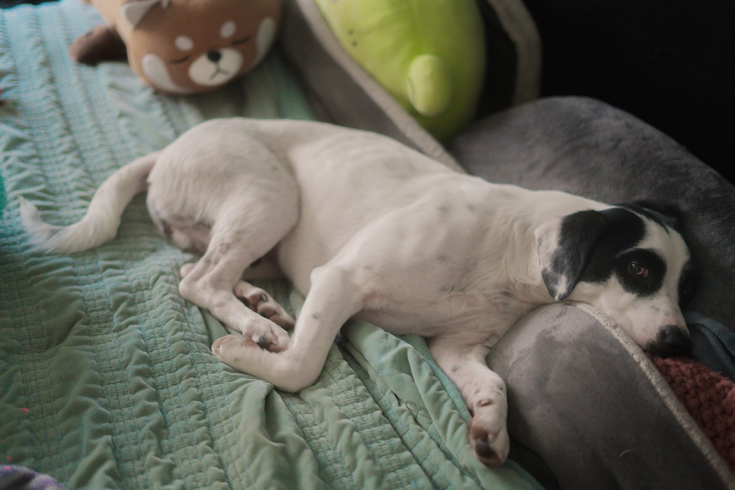 Pets-182.jpg