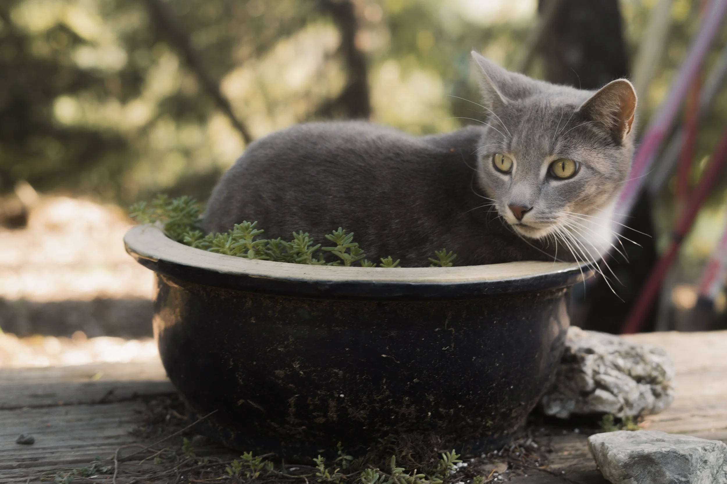 Pets-63.jpg