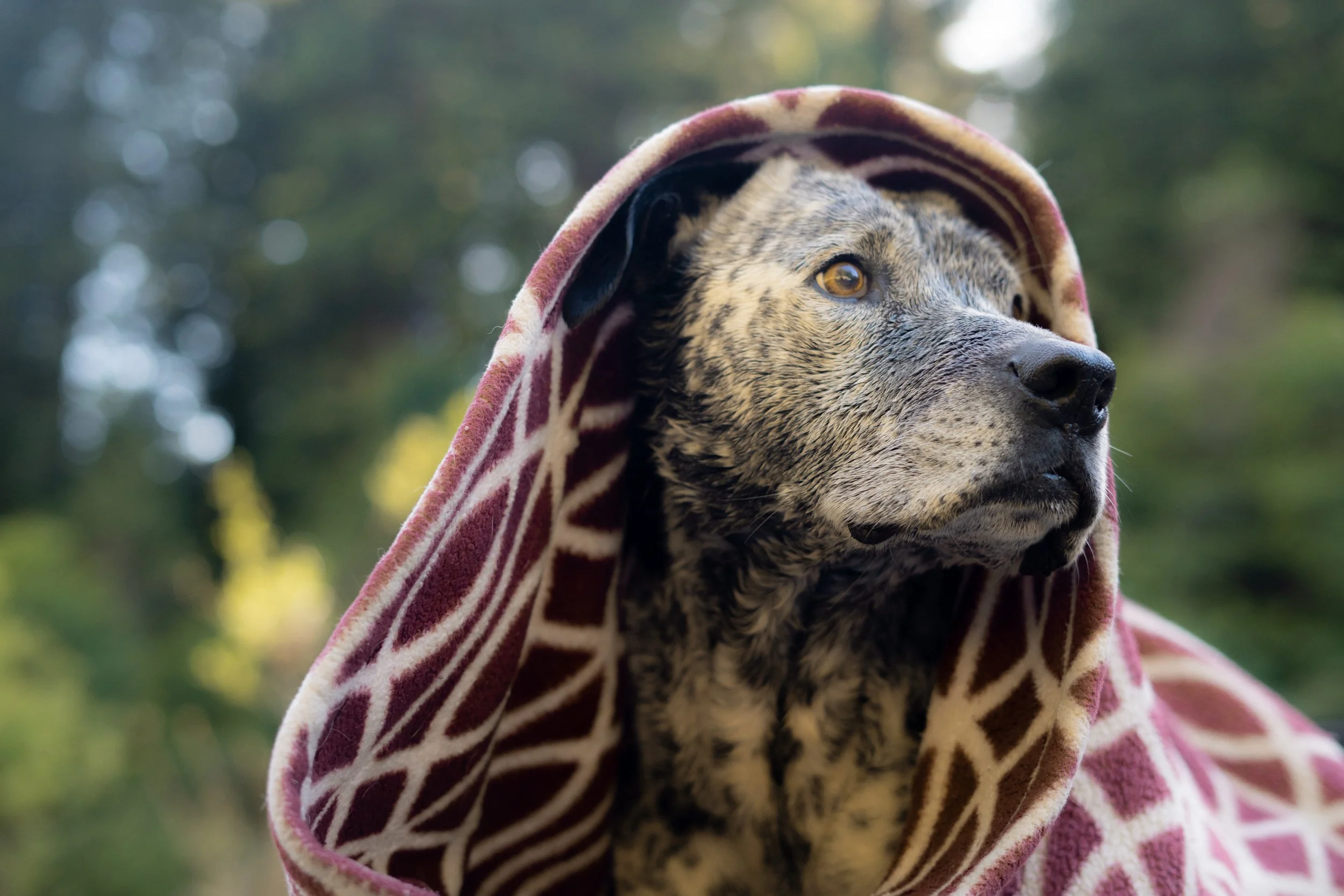 Pets-29.jpg