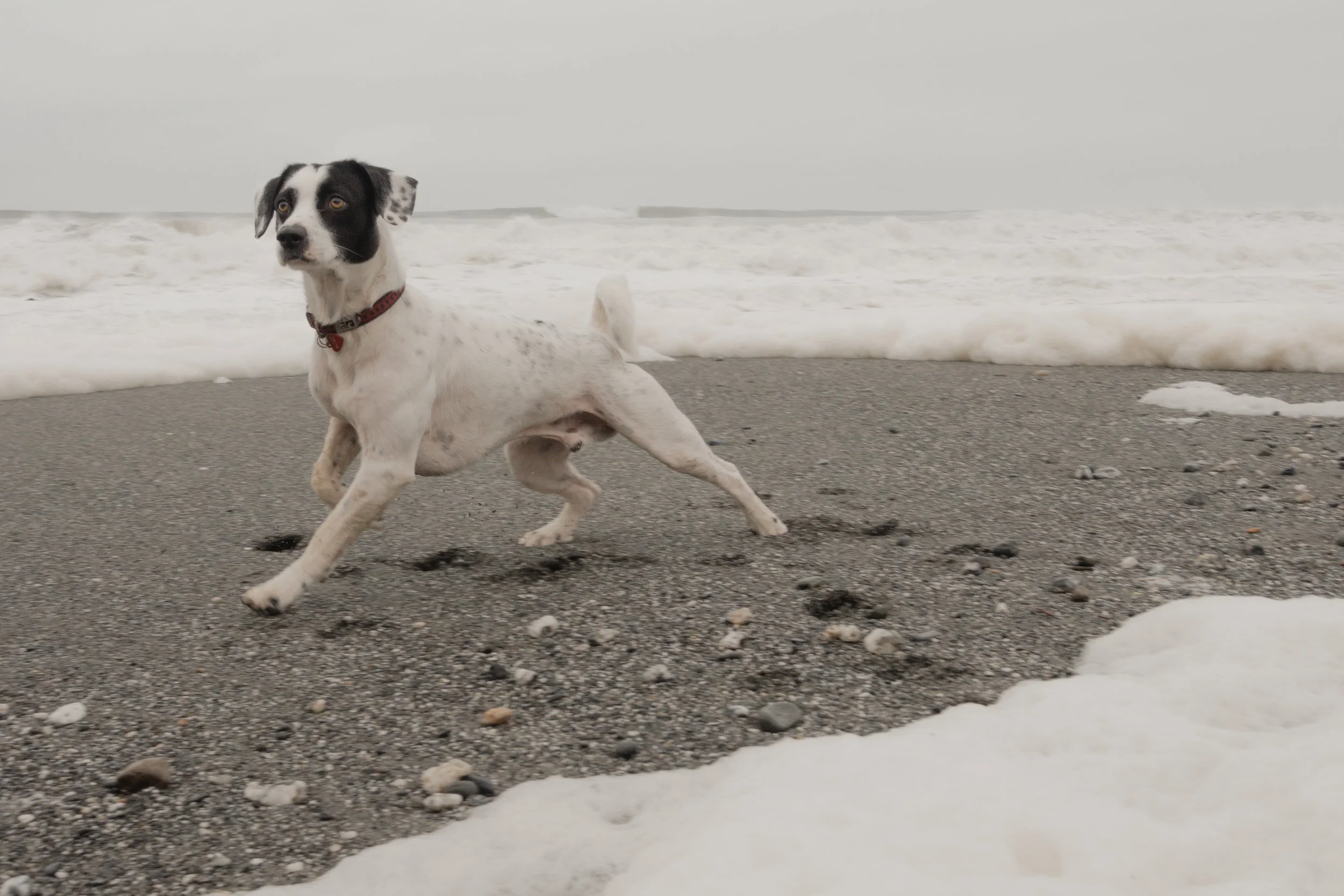 Pets-100.jpg