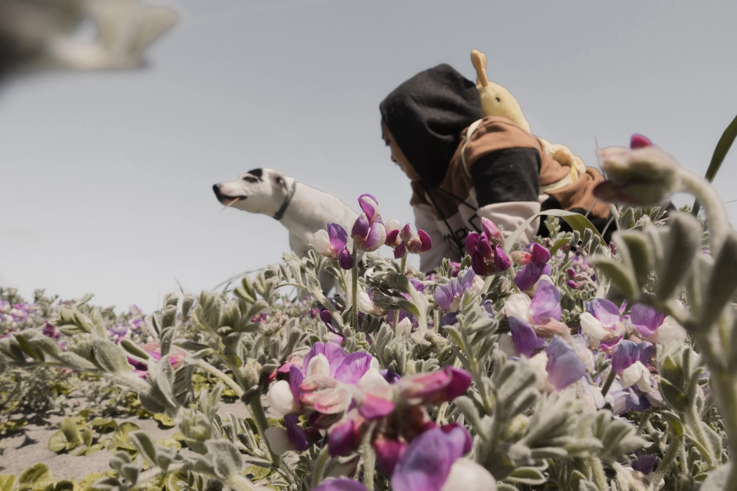 Pets-249.jpg