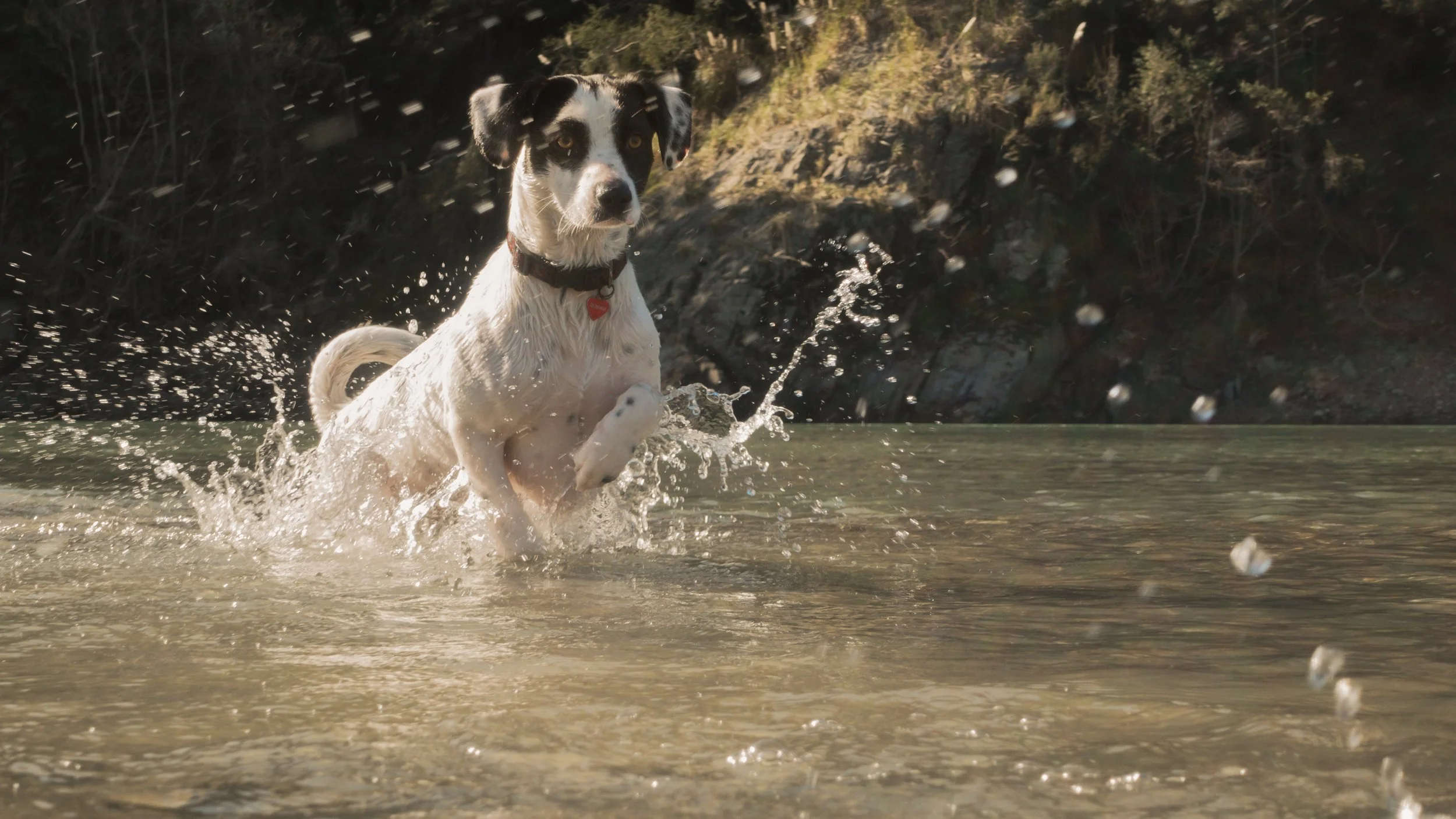 PetCollageOrdered_13.jpg