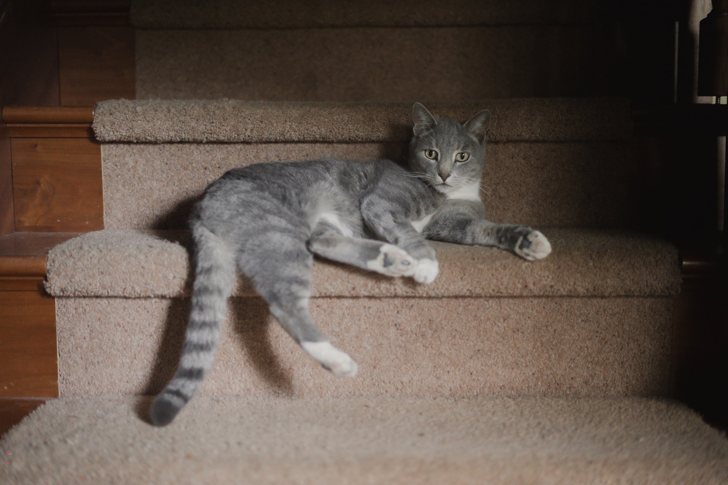 Pets-99.jpg