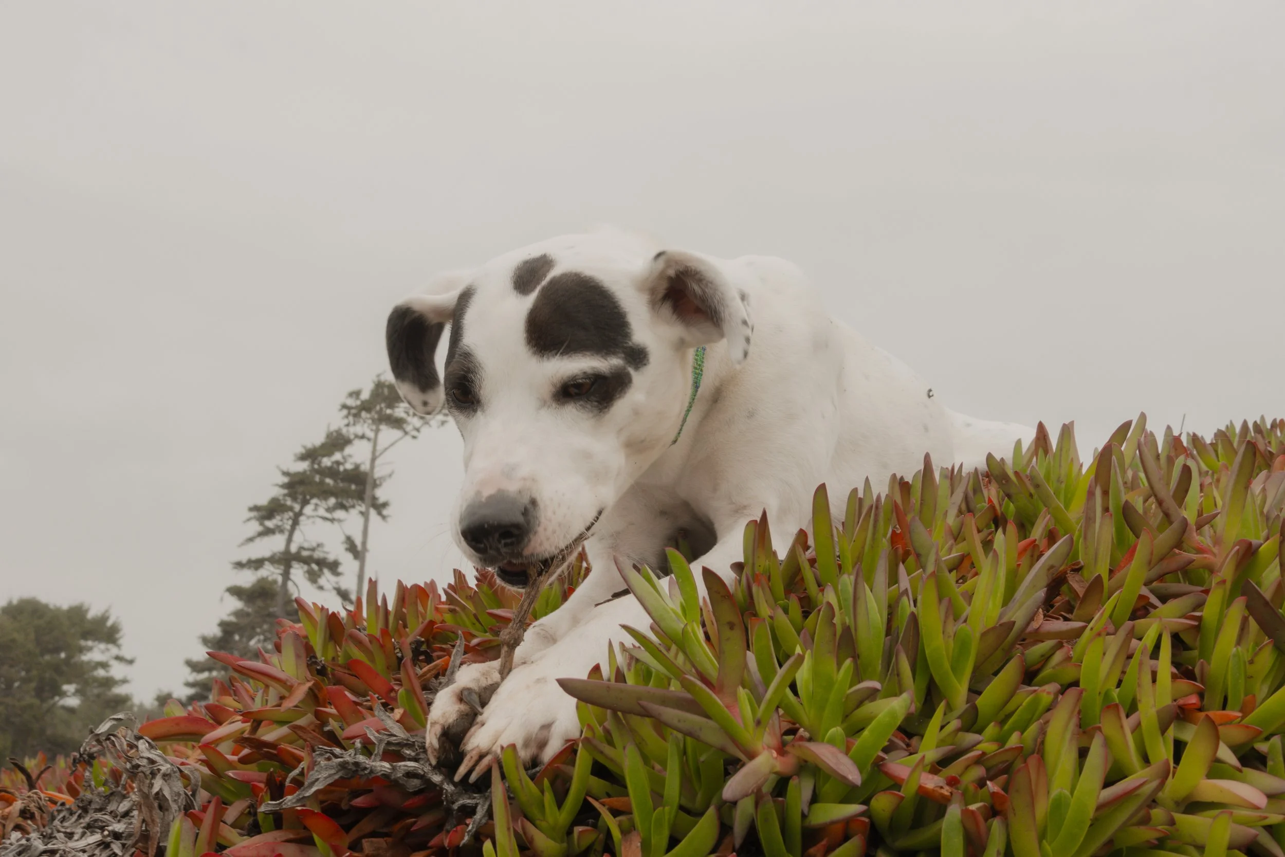 Pets-115.jpg