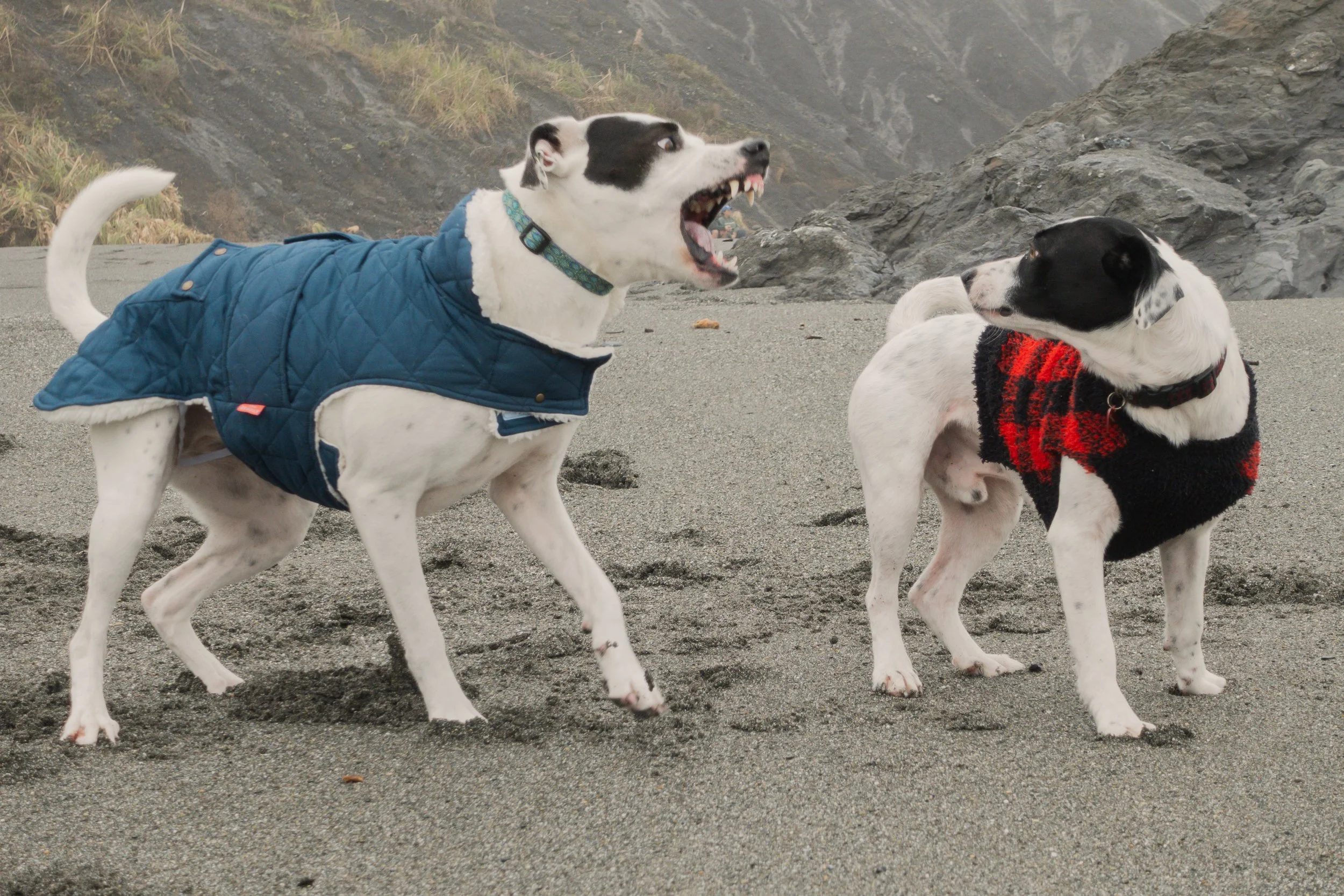 Pets-70.jpg