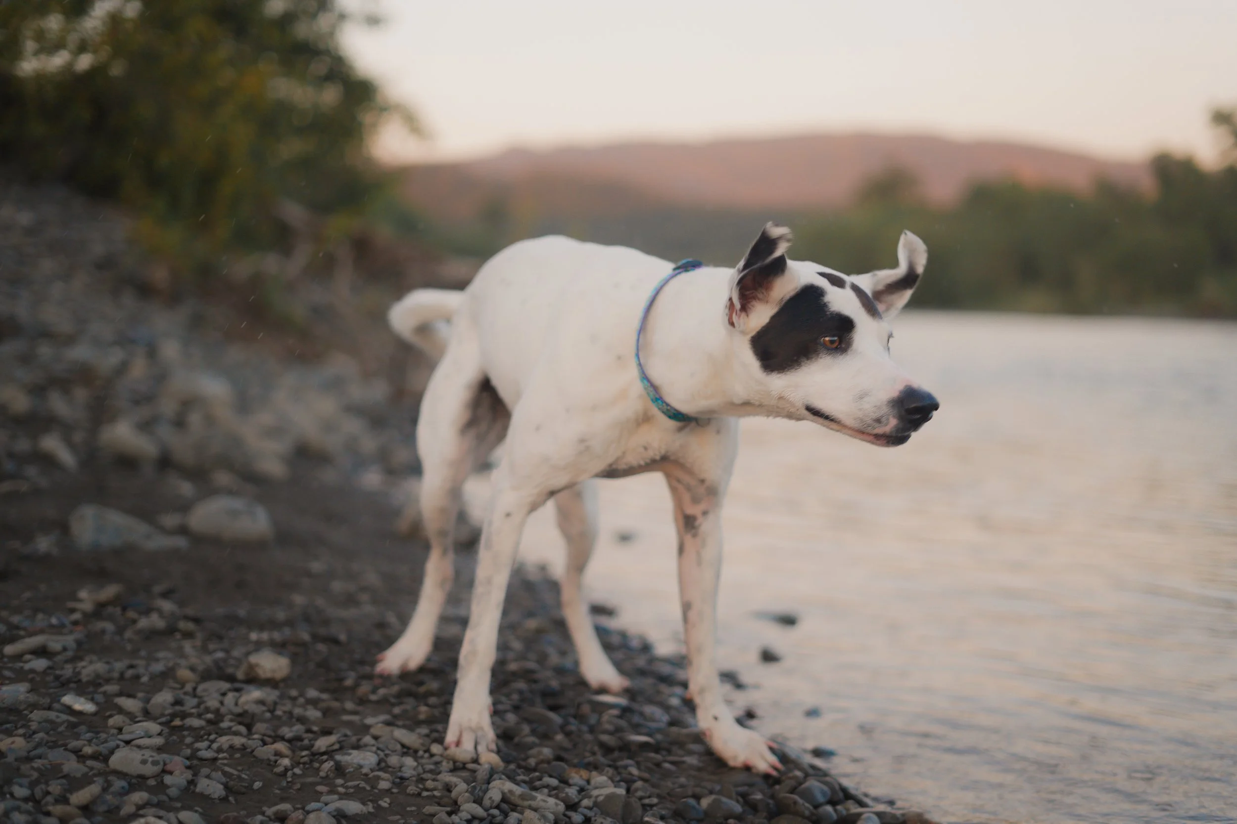 Pets-100.jpg