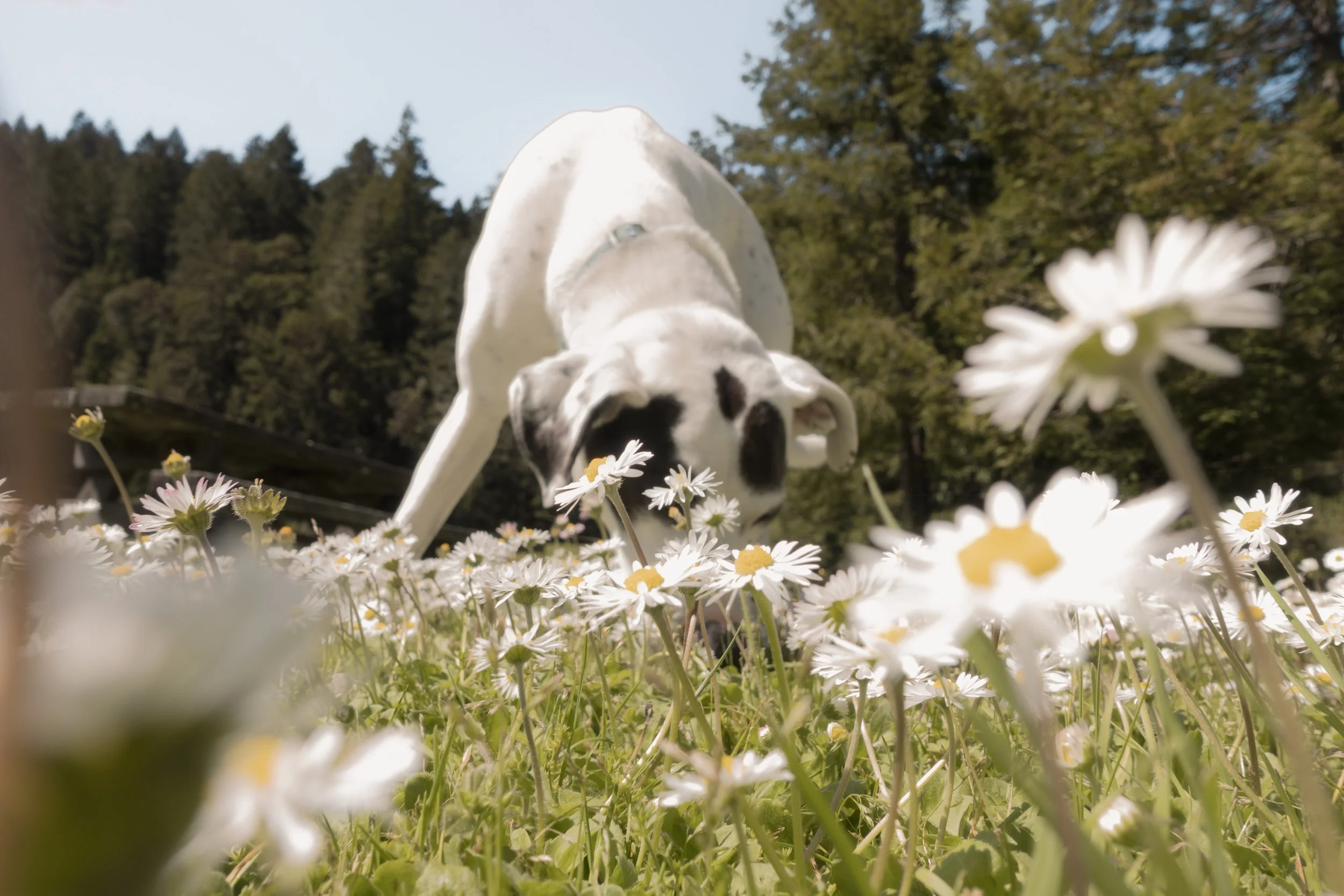 Pets-127.jpg