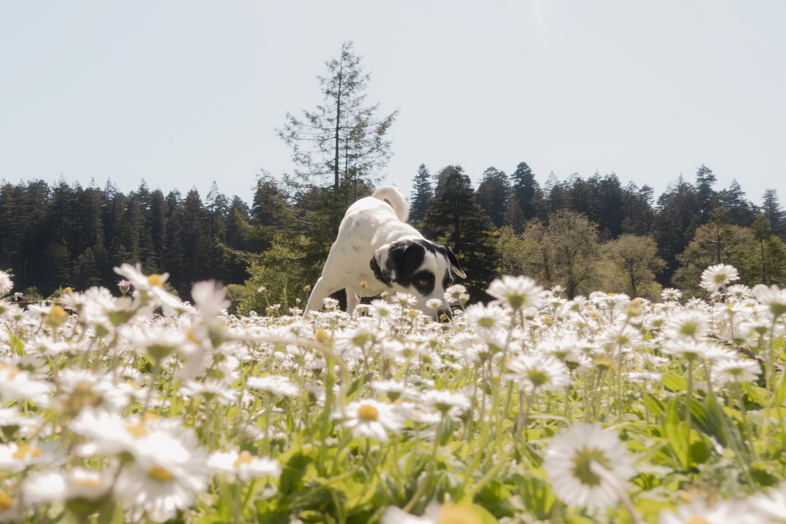 Pets-174.jpg