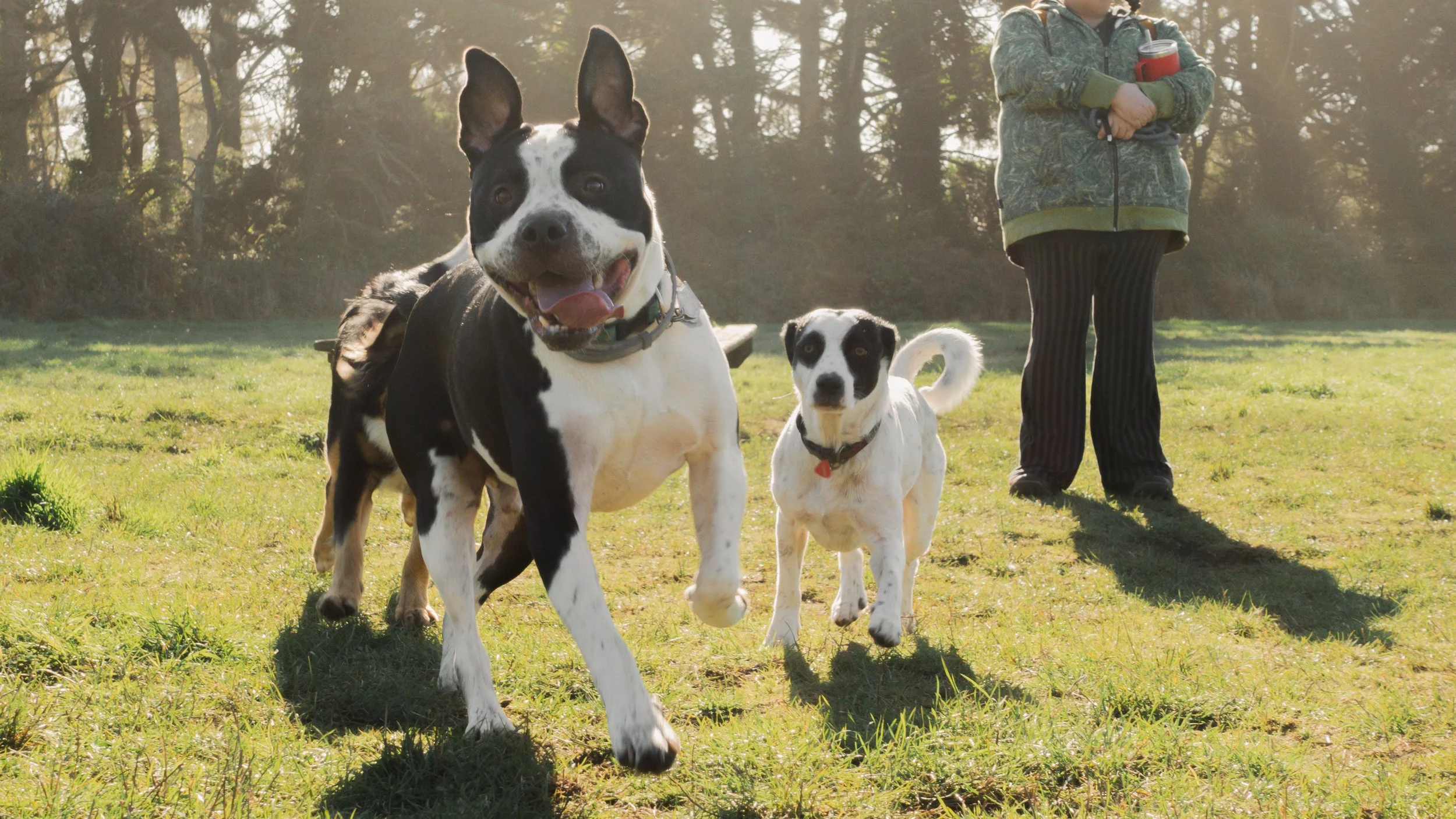 PetCollageOrdered_08.jpg