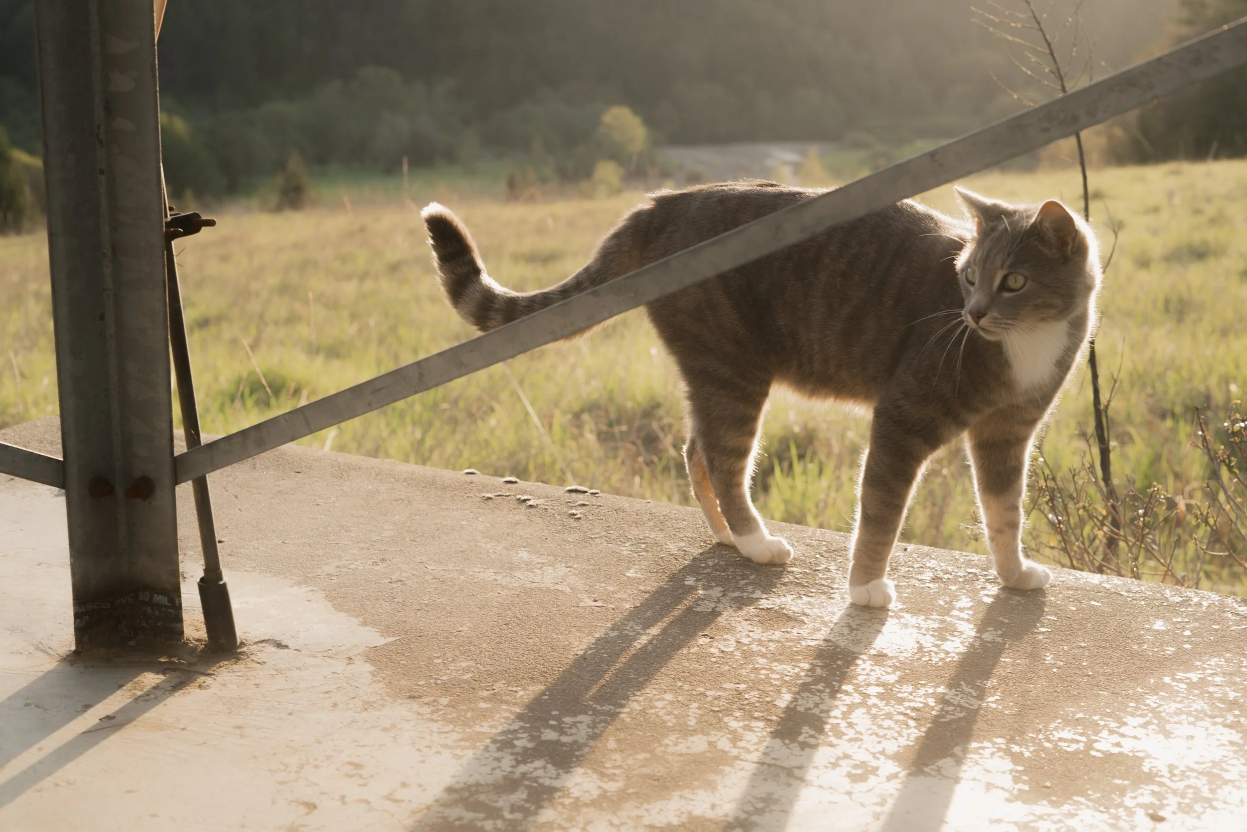 Pets-65.jpg