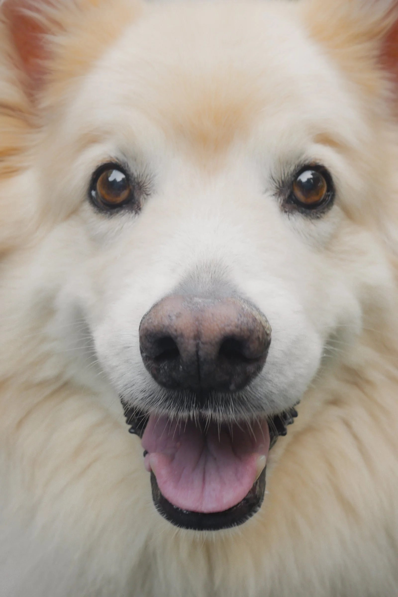 Pets-152.jpg