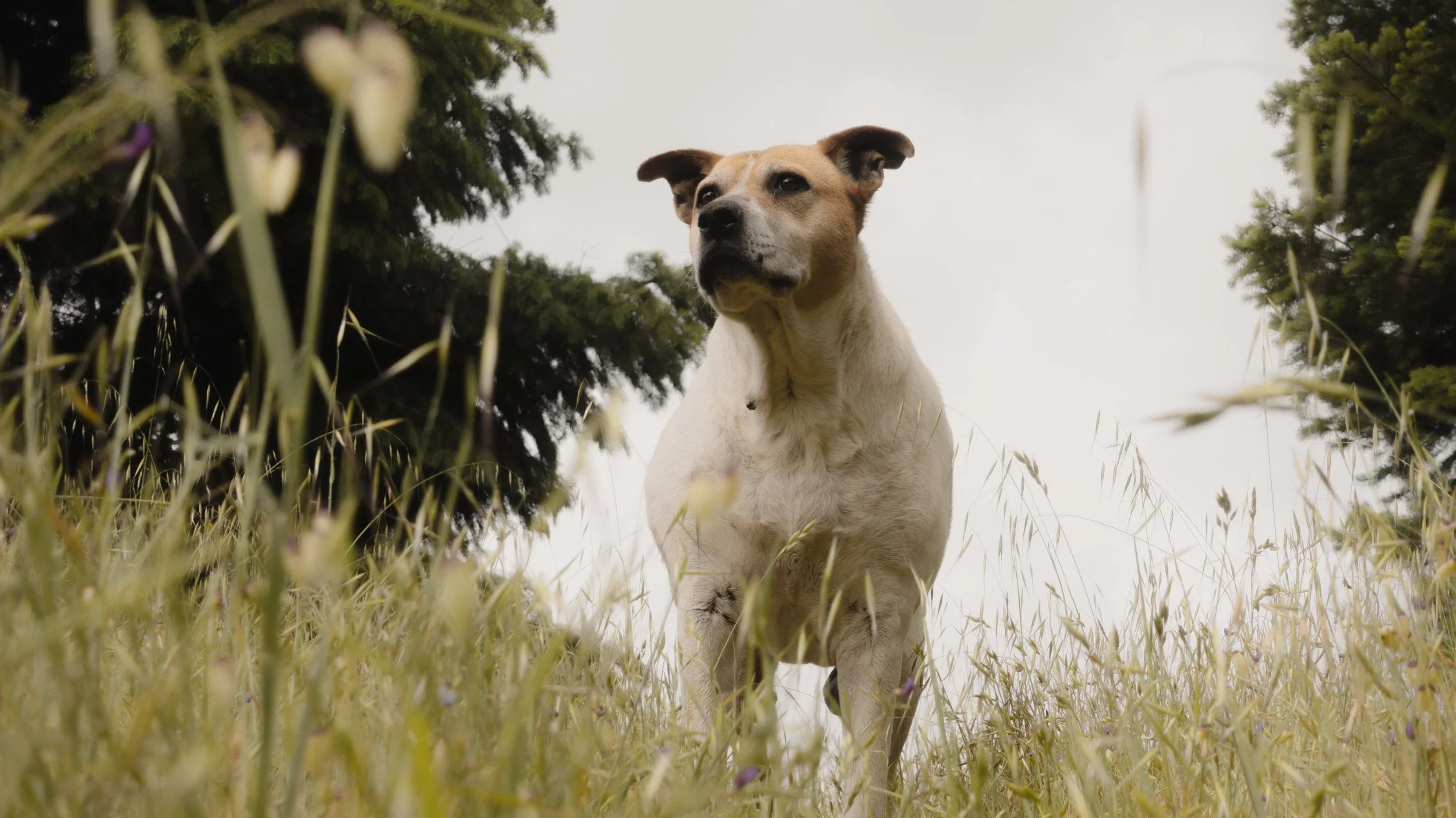PetCollageOrdered_41.jpg