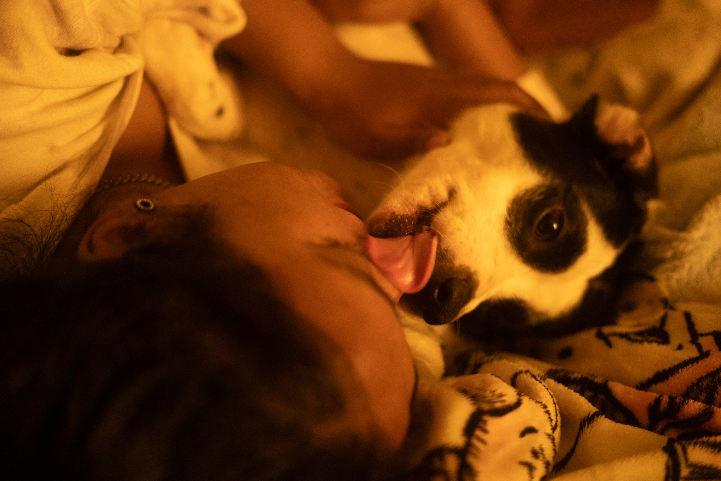 Pets-161.jpg