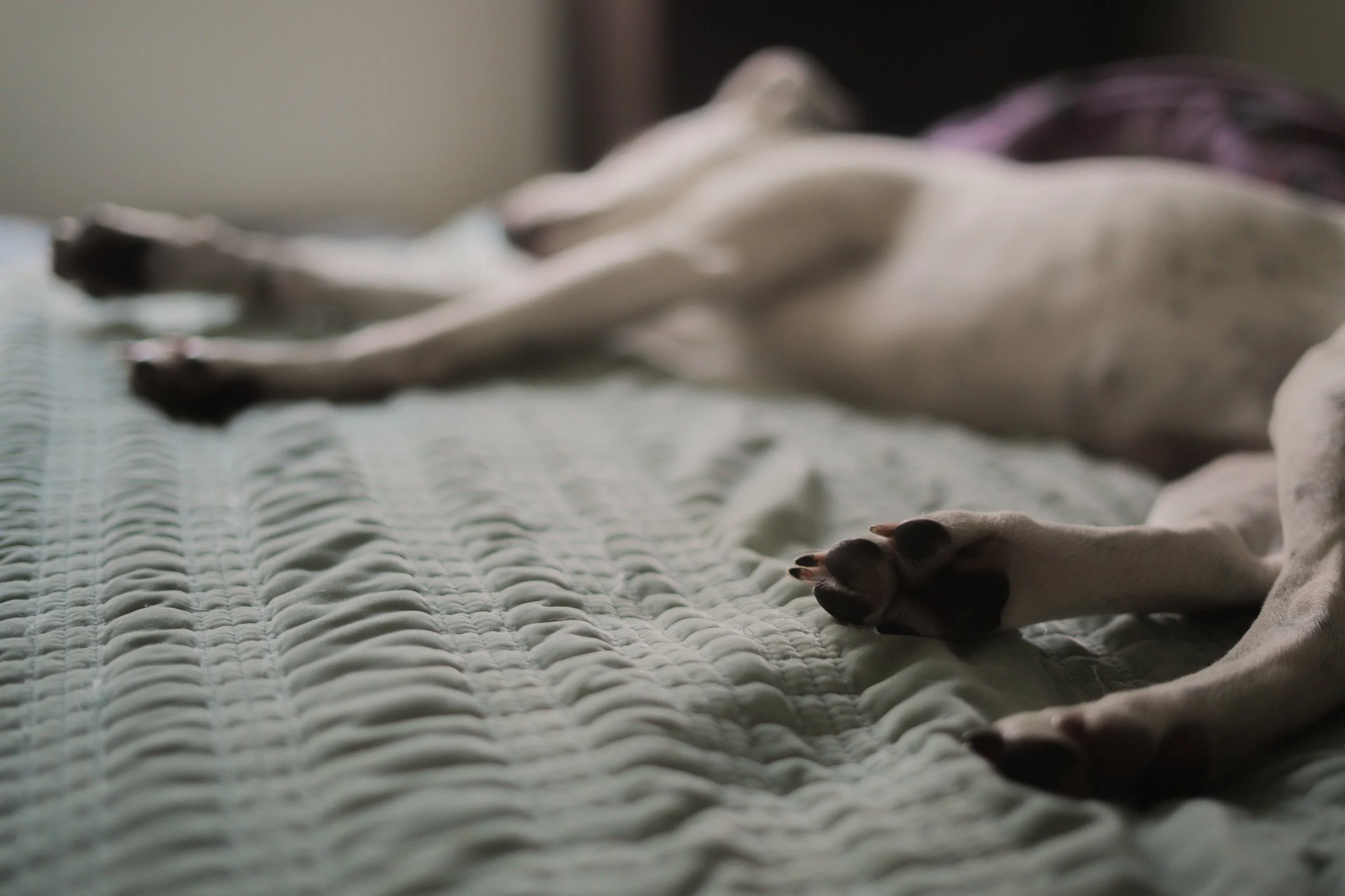Pets-135.jpg