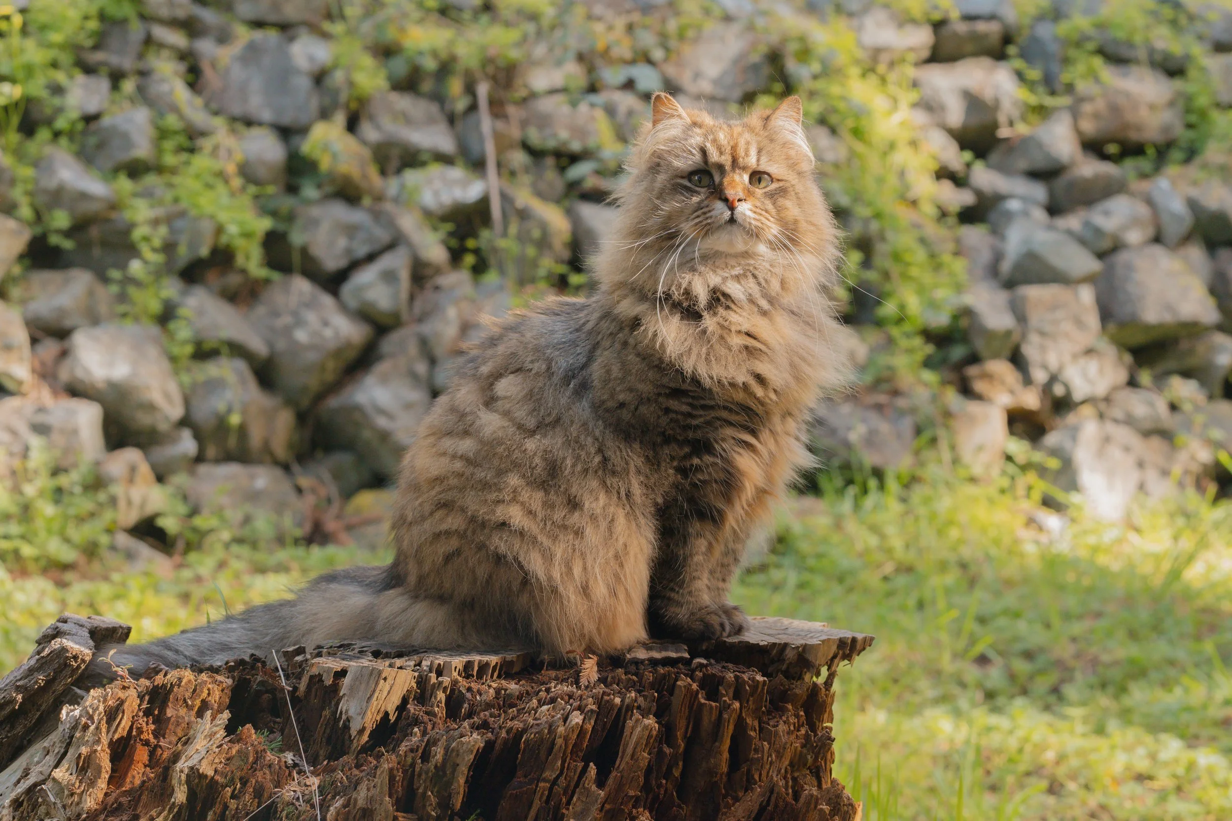 Pets-8.jpg