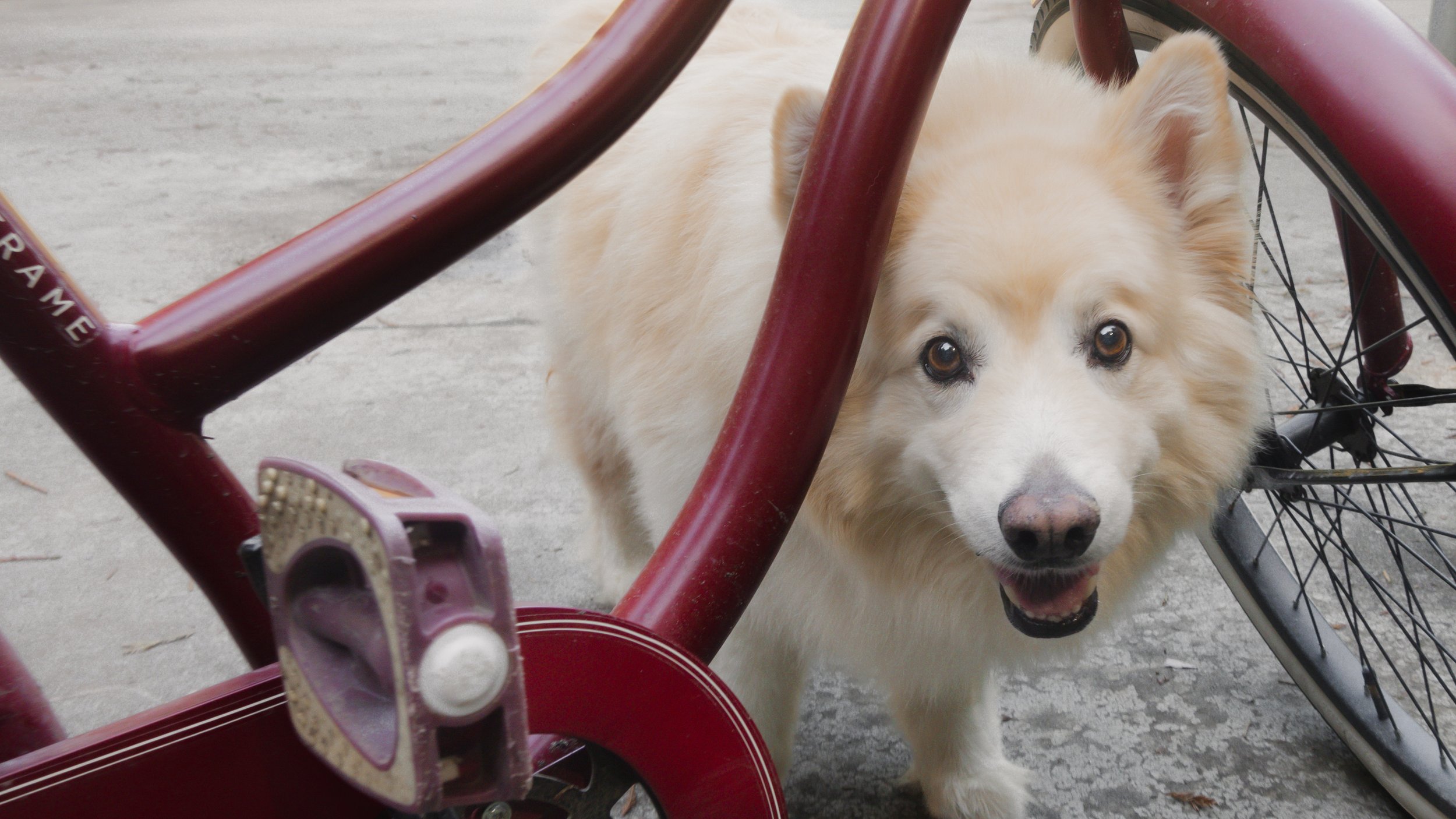 PetCollageOrdered_56.jpg