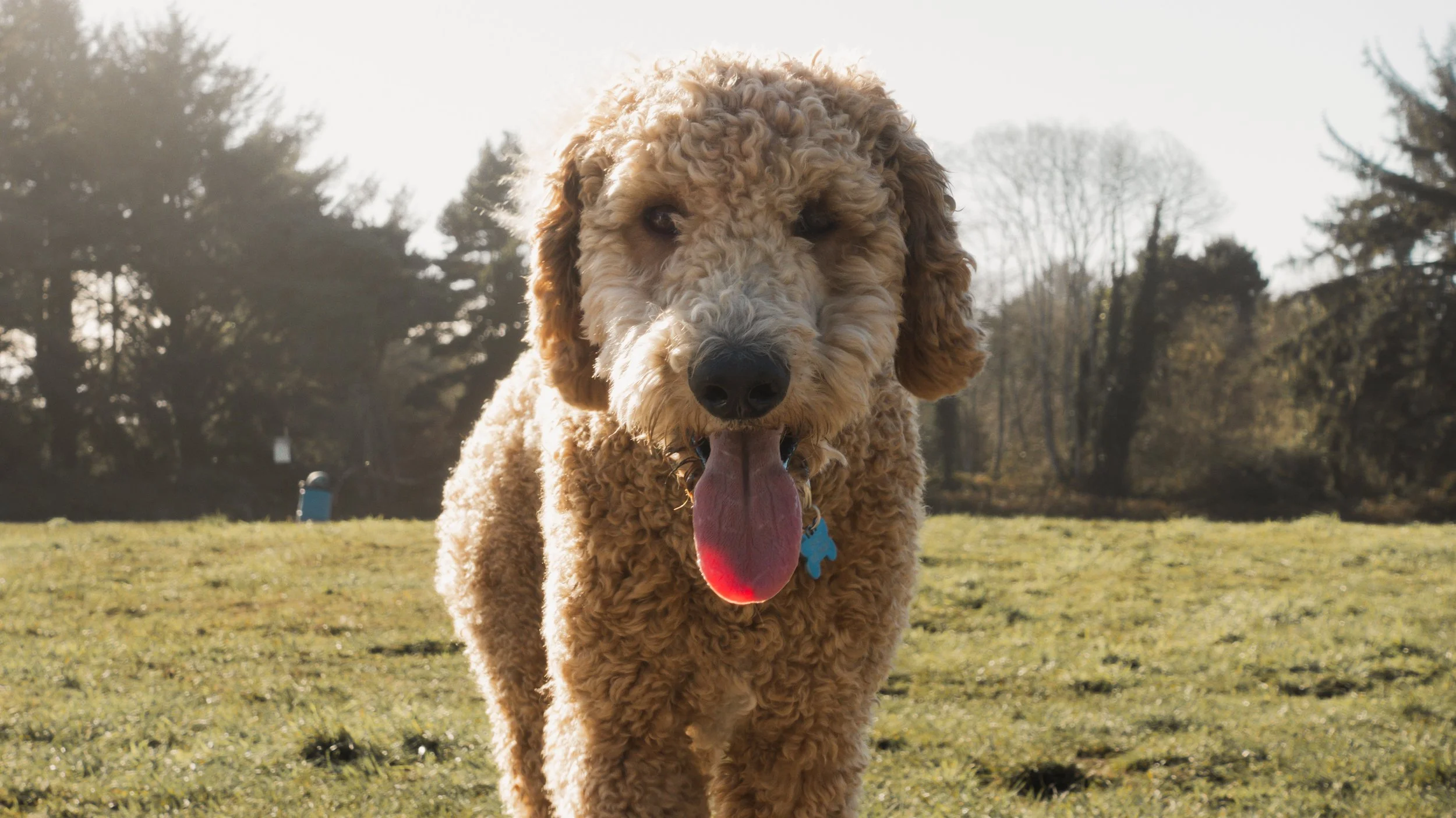 PetCollageOrdered_33.jpg