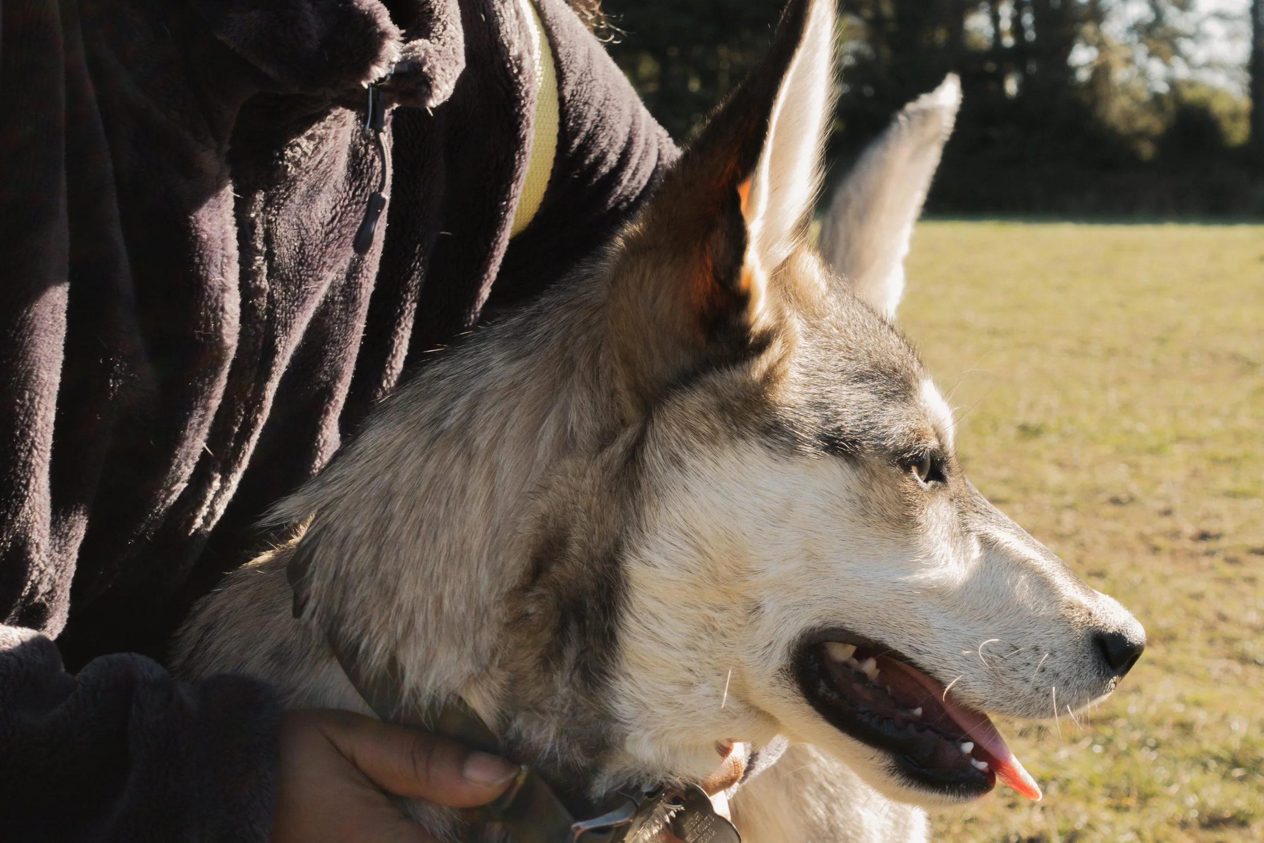 Pets-38.jpg