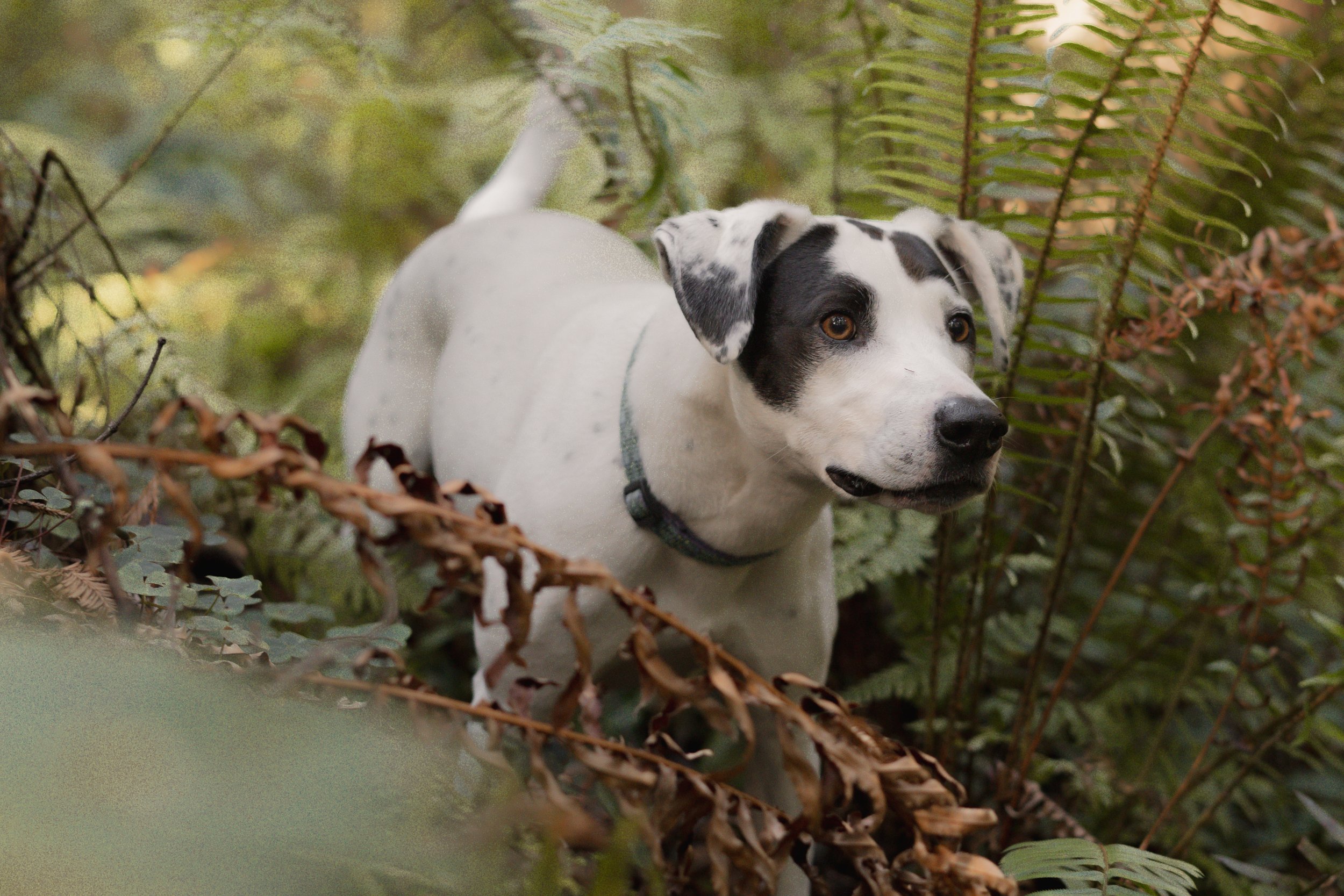 Pets-108.jpg
