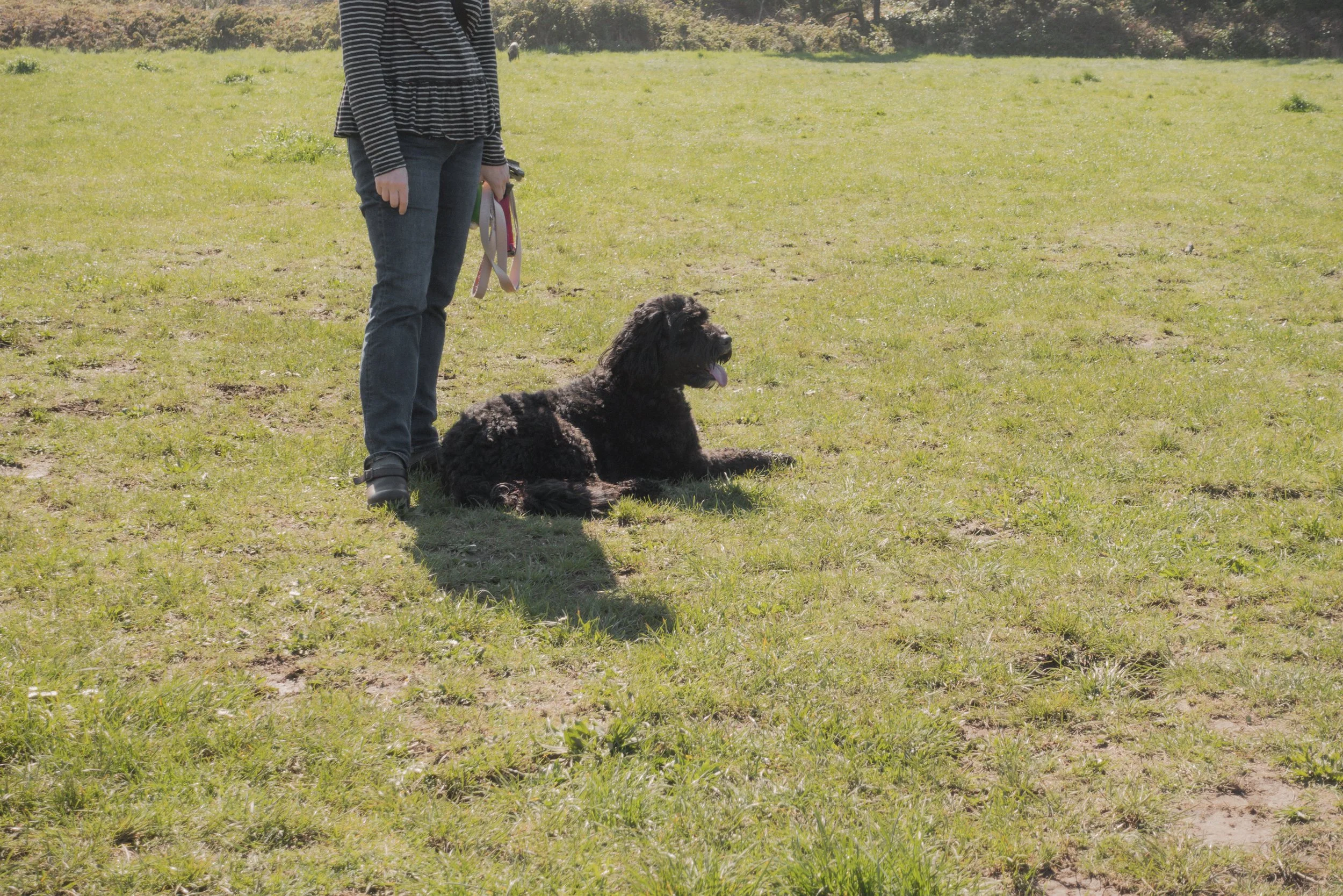 Pets-146.jpg