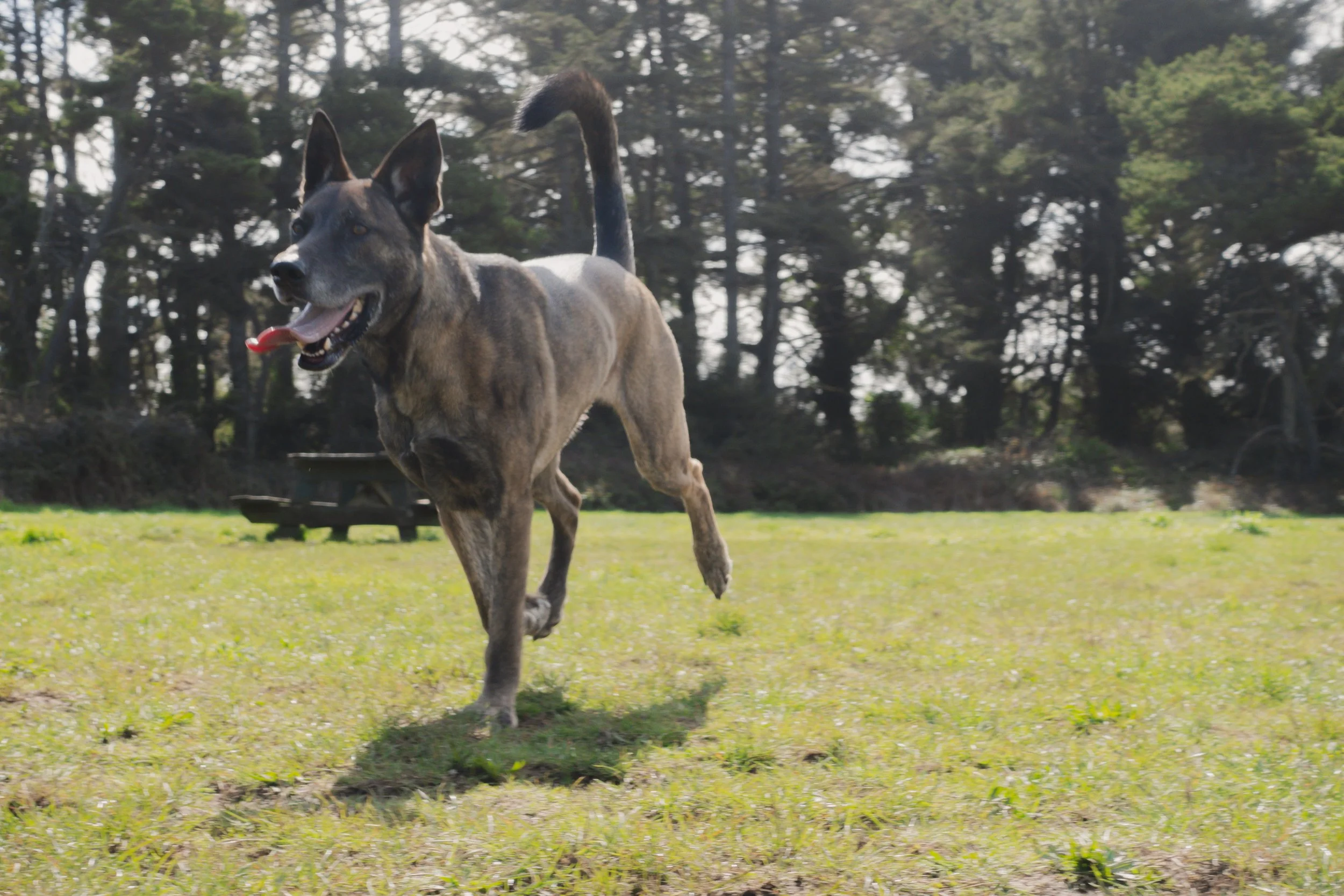 Pets-136.jpg