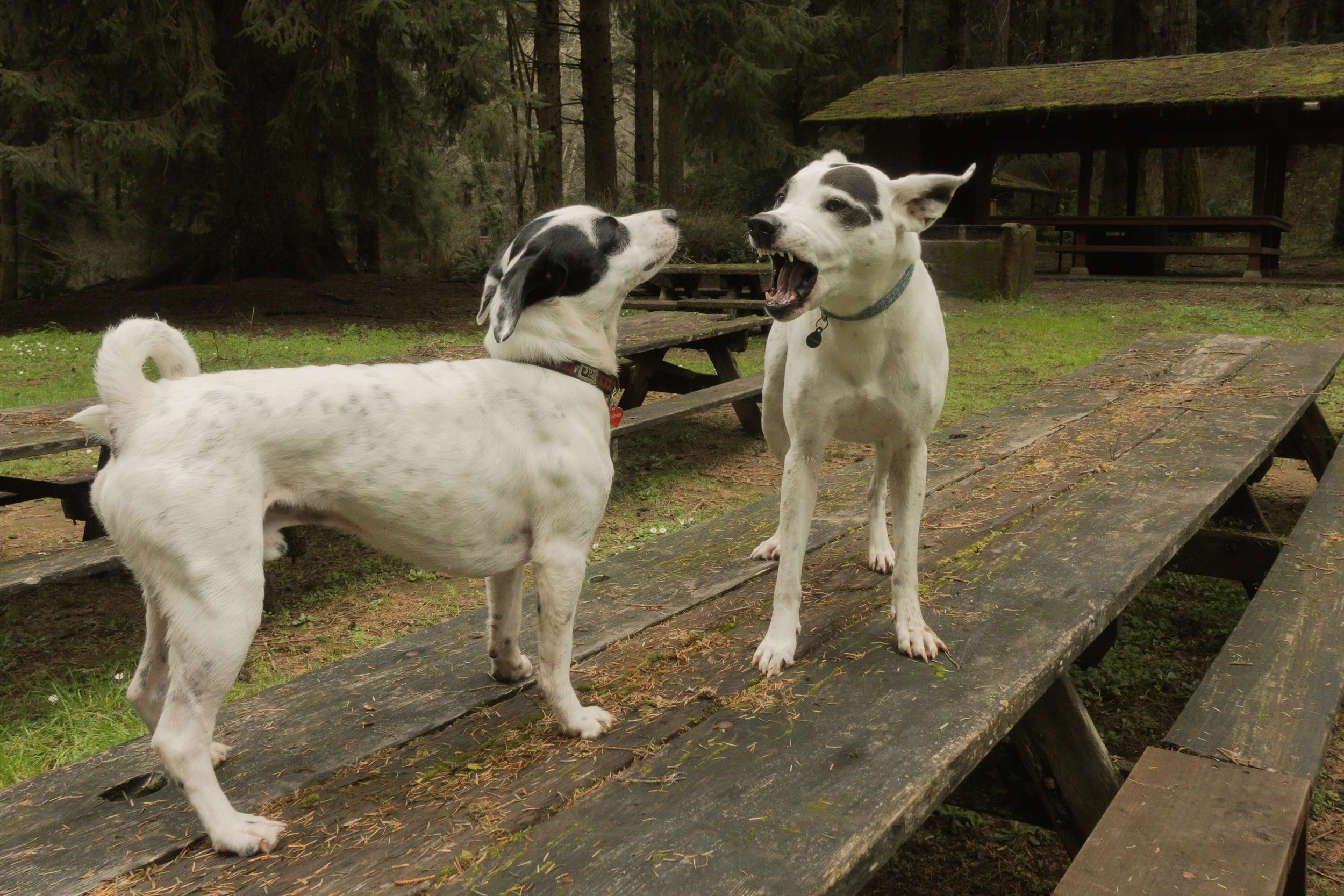 Pets-123.jpg