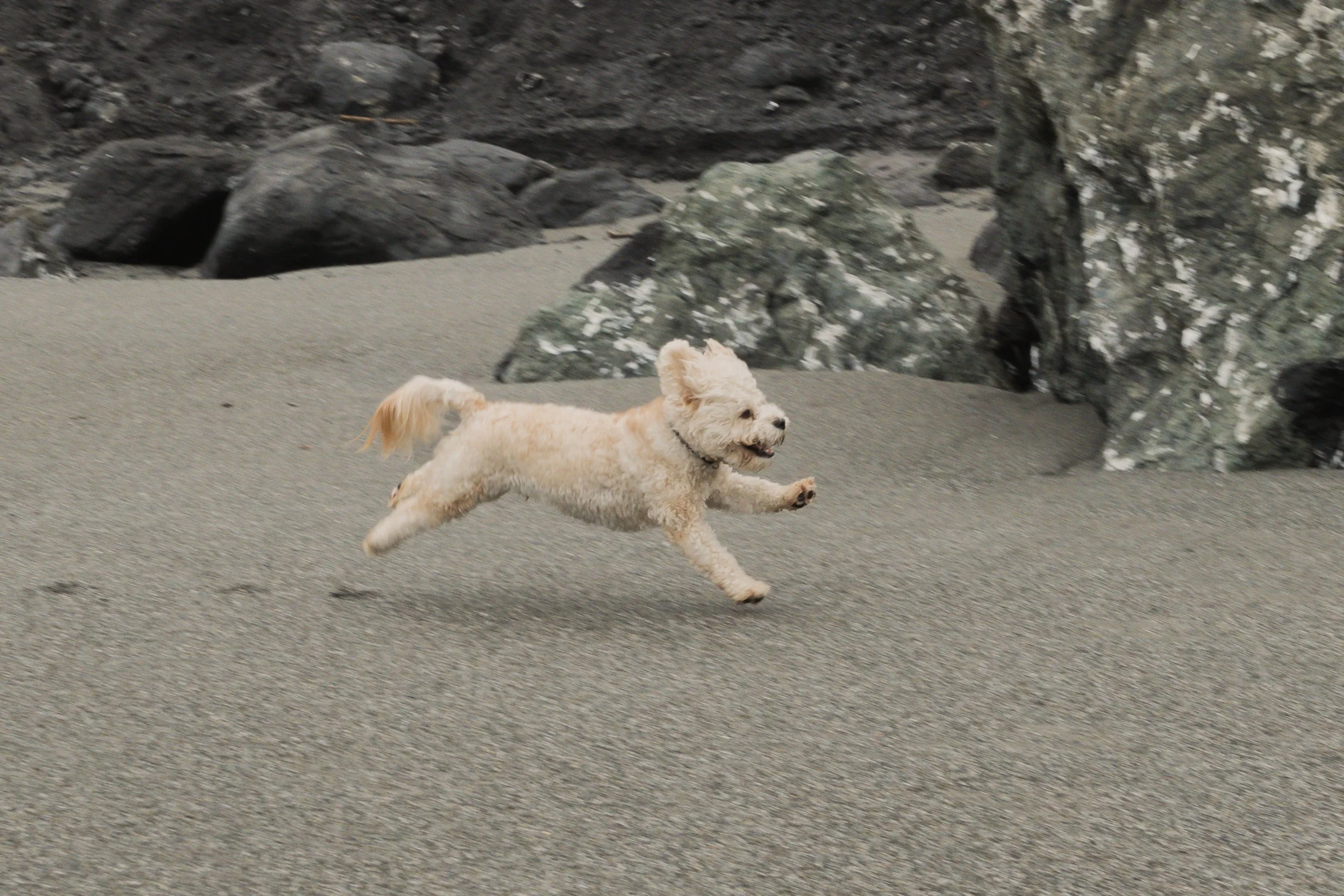 Pets-27.jpg