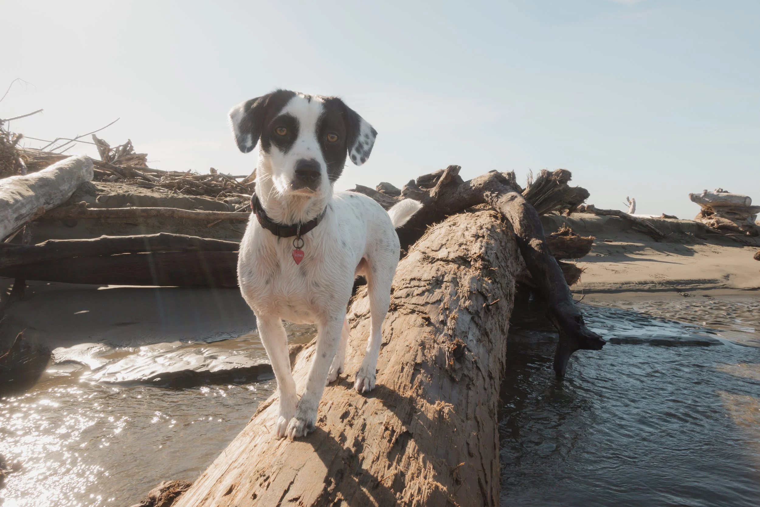 Pets-90.jpg