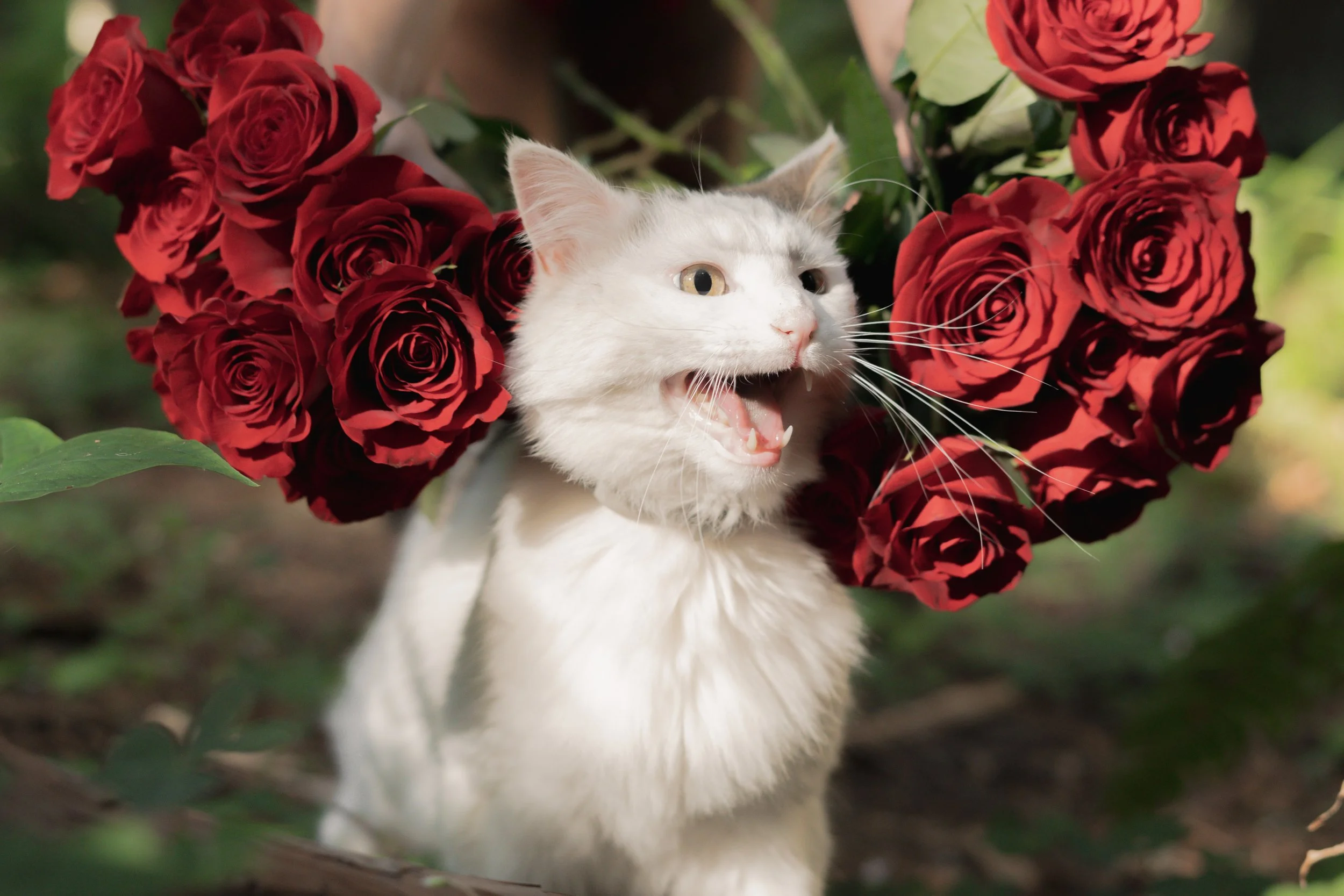 Pets-33.jpg