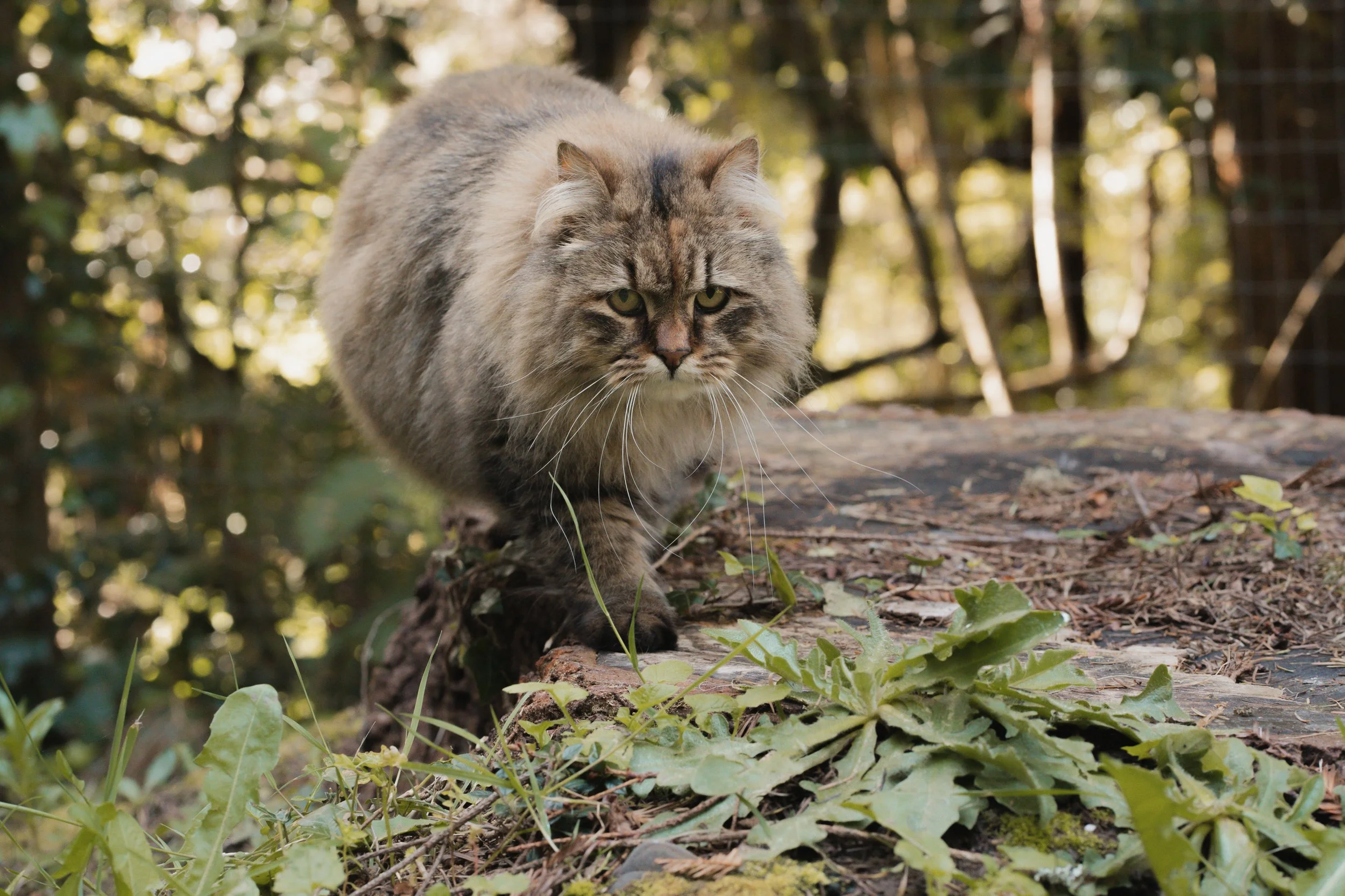 Pets-8.jpg