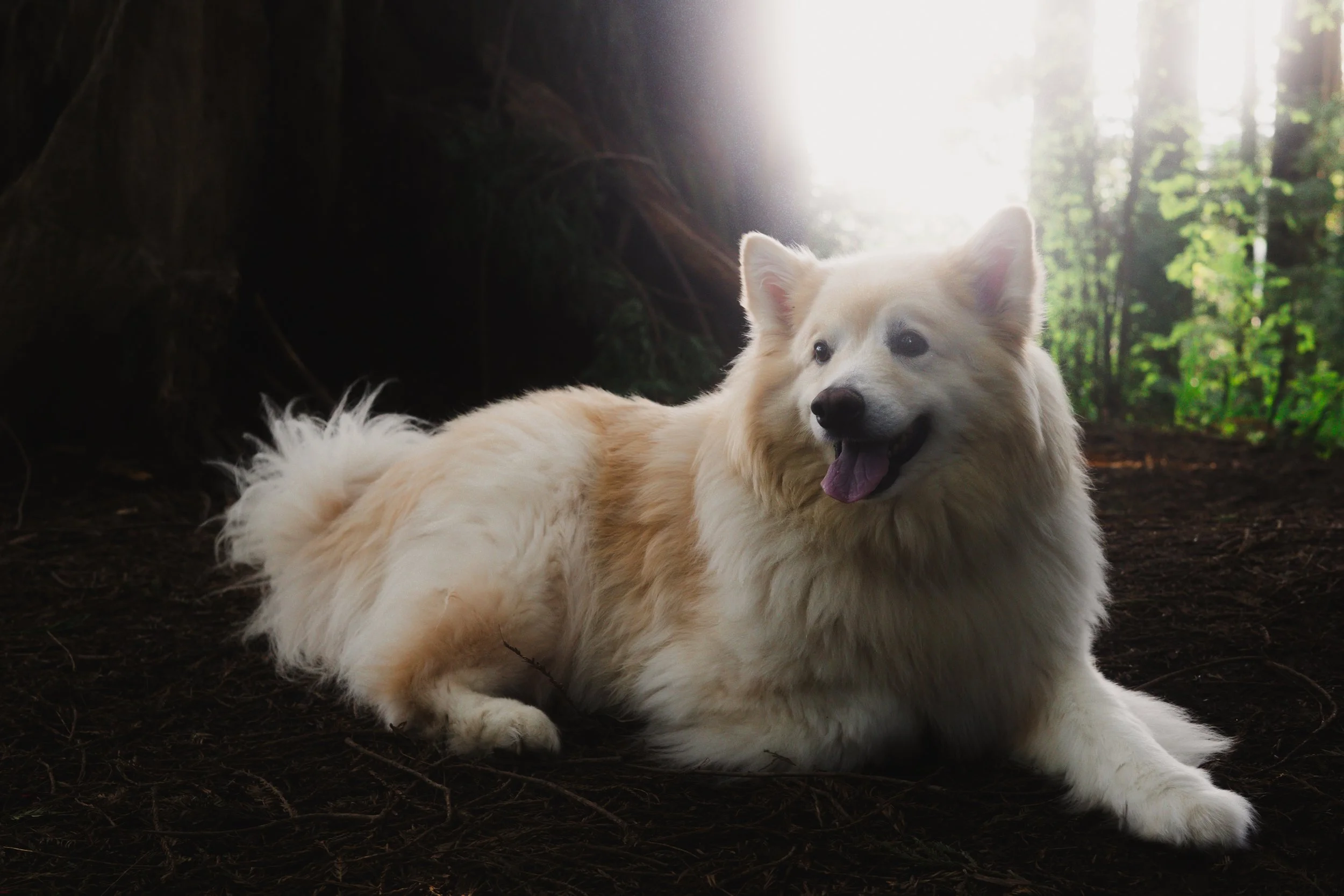Pets-61.jpg