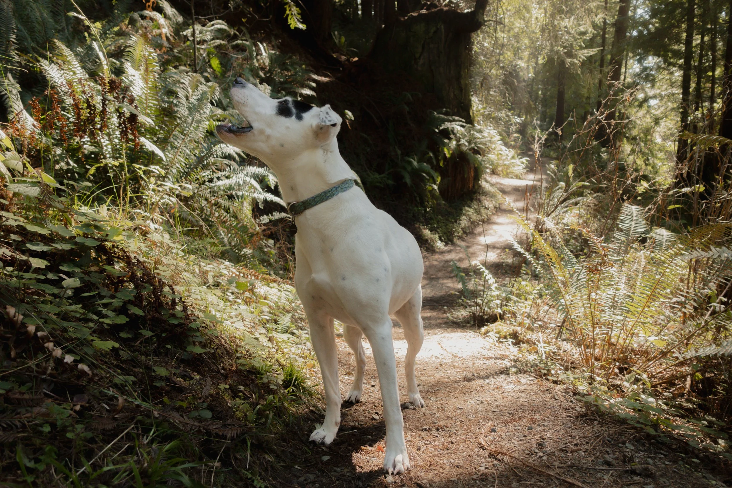Pets-123.jpg