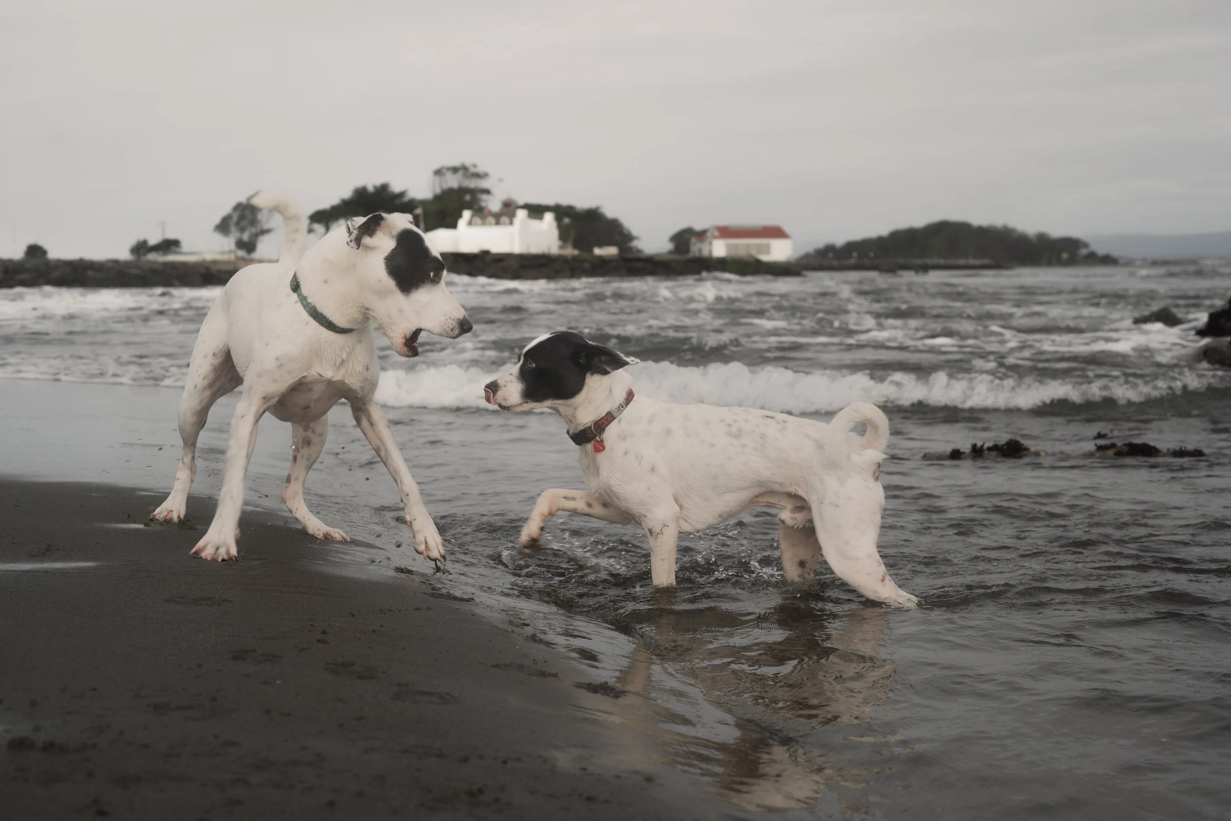 Pets-194.jpg