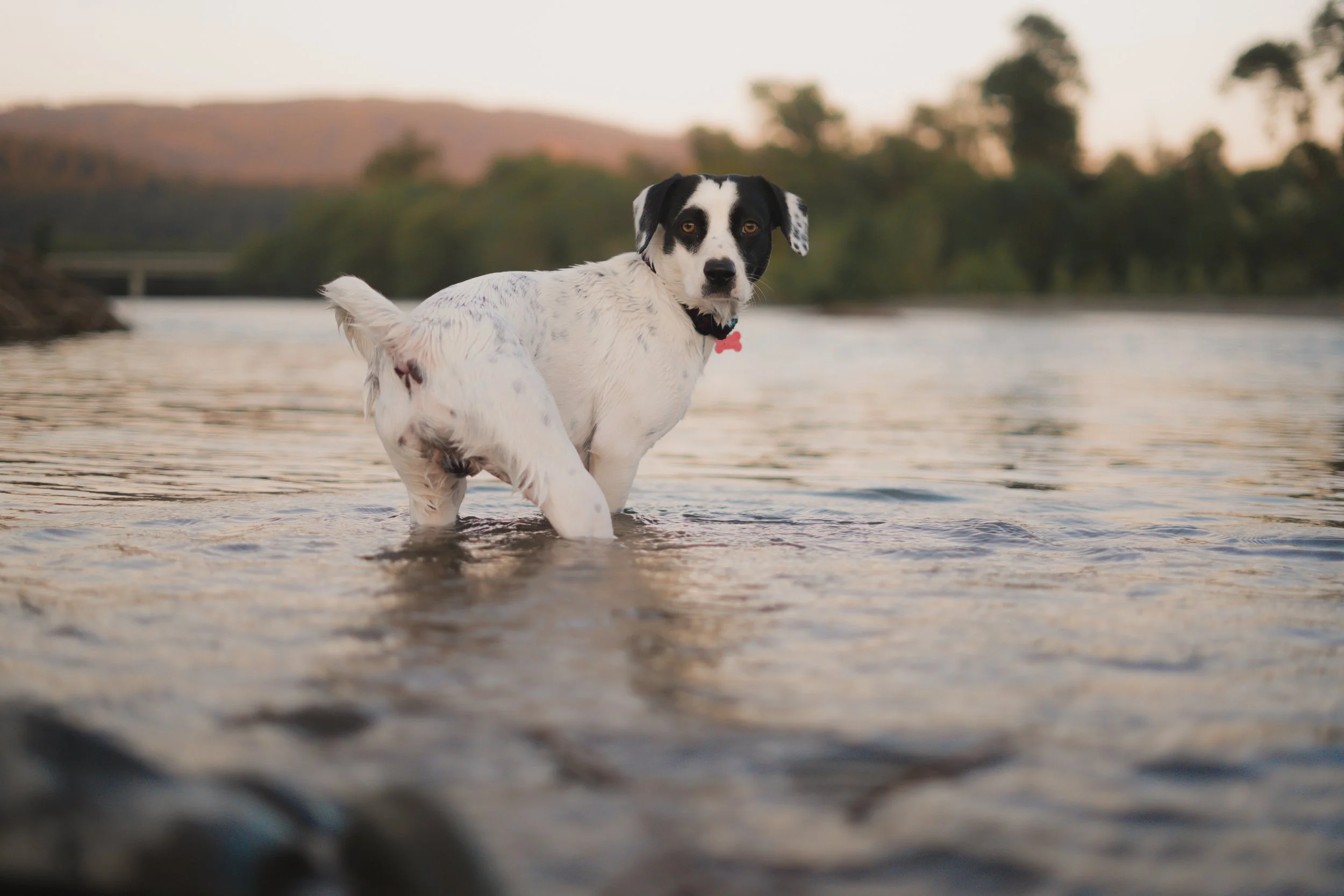 Pets-138.jpg