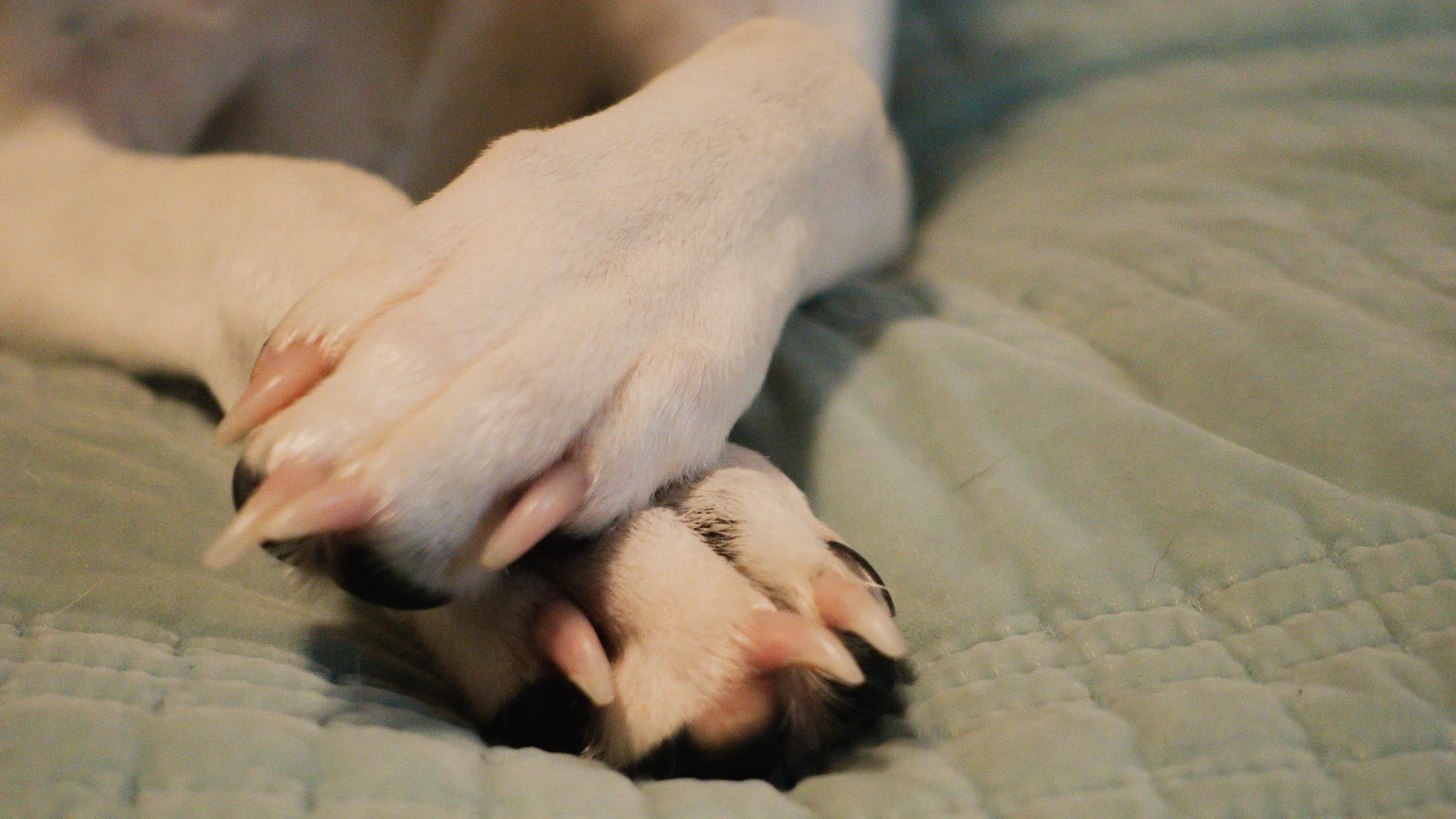 PetCollageOrdered_46.jpg