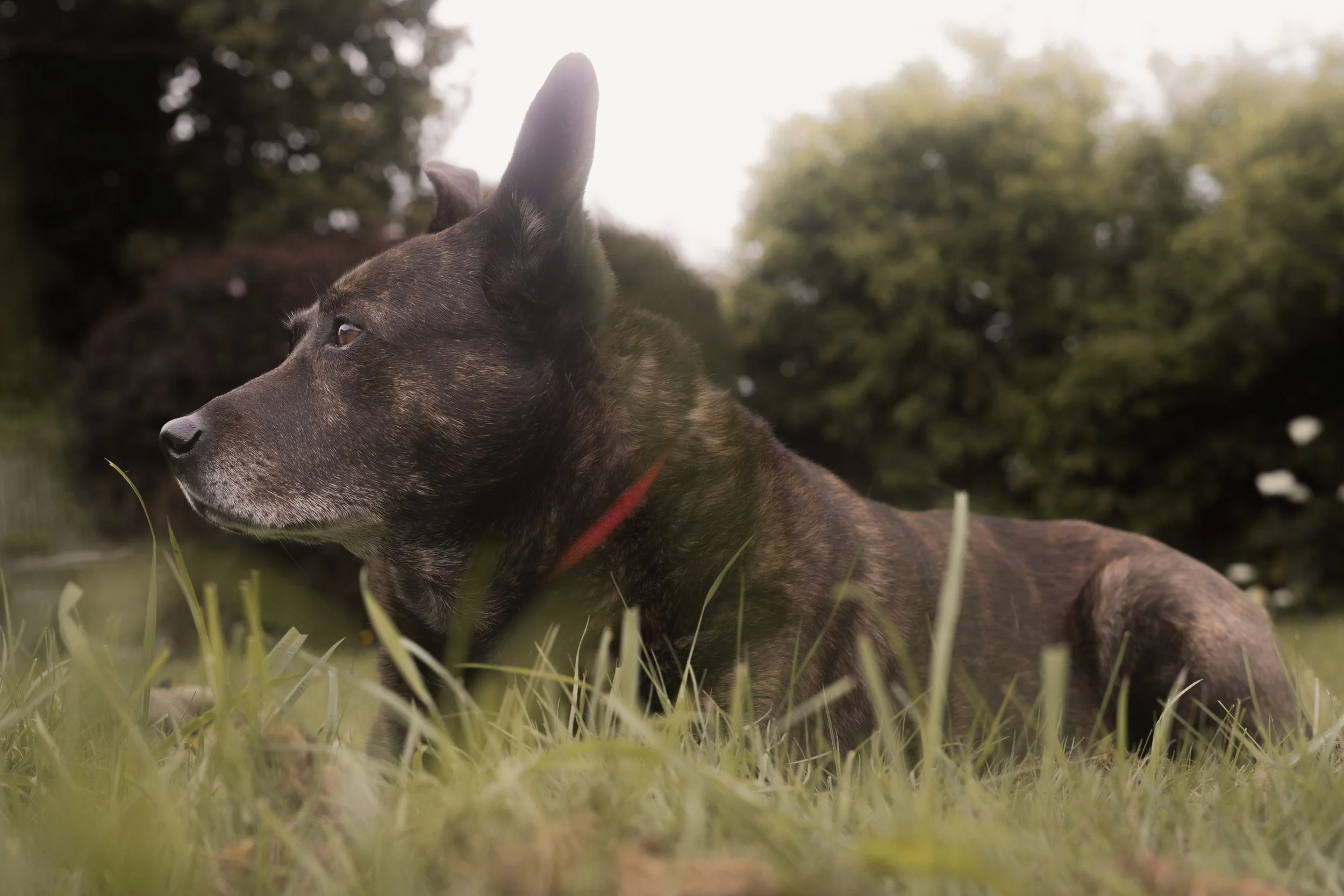 Pets-90.jpg