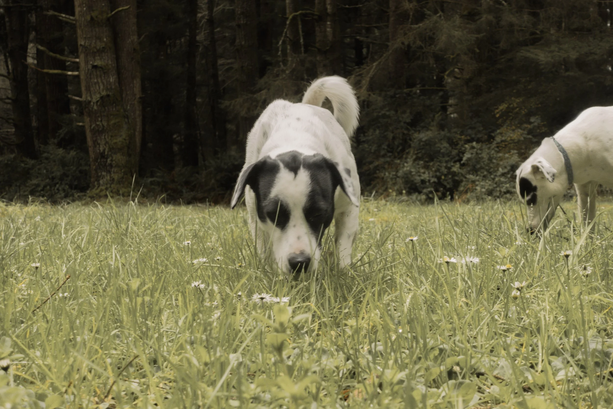 Pets-211.jpg
