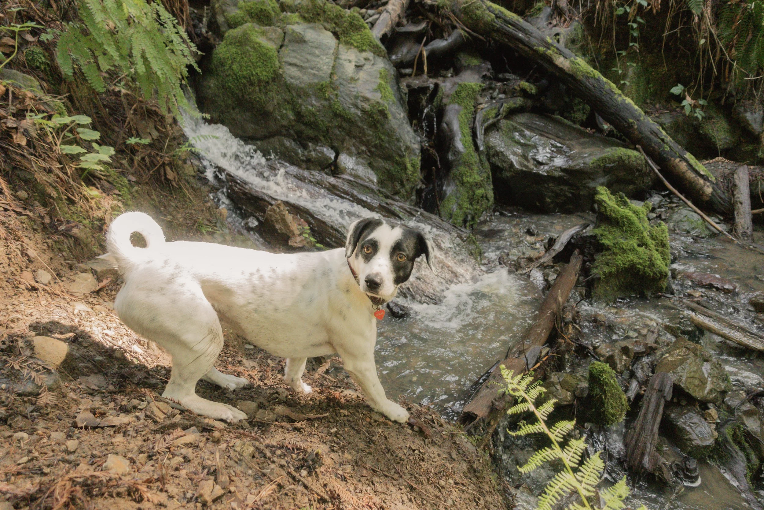 Pets-128.jpg