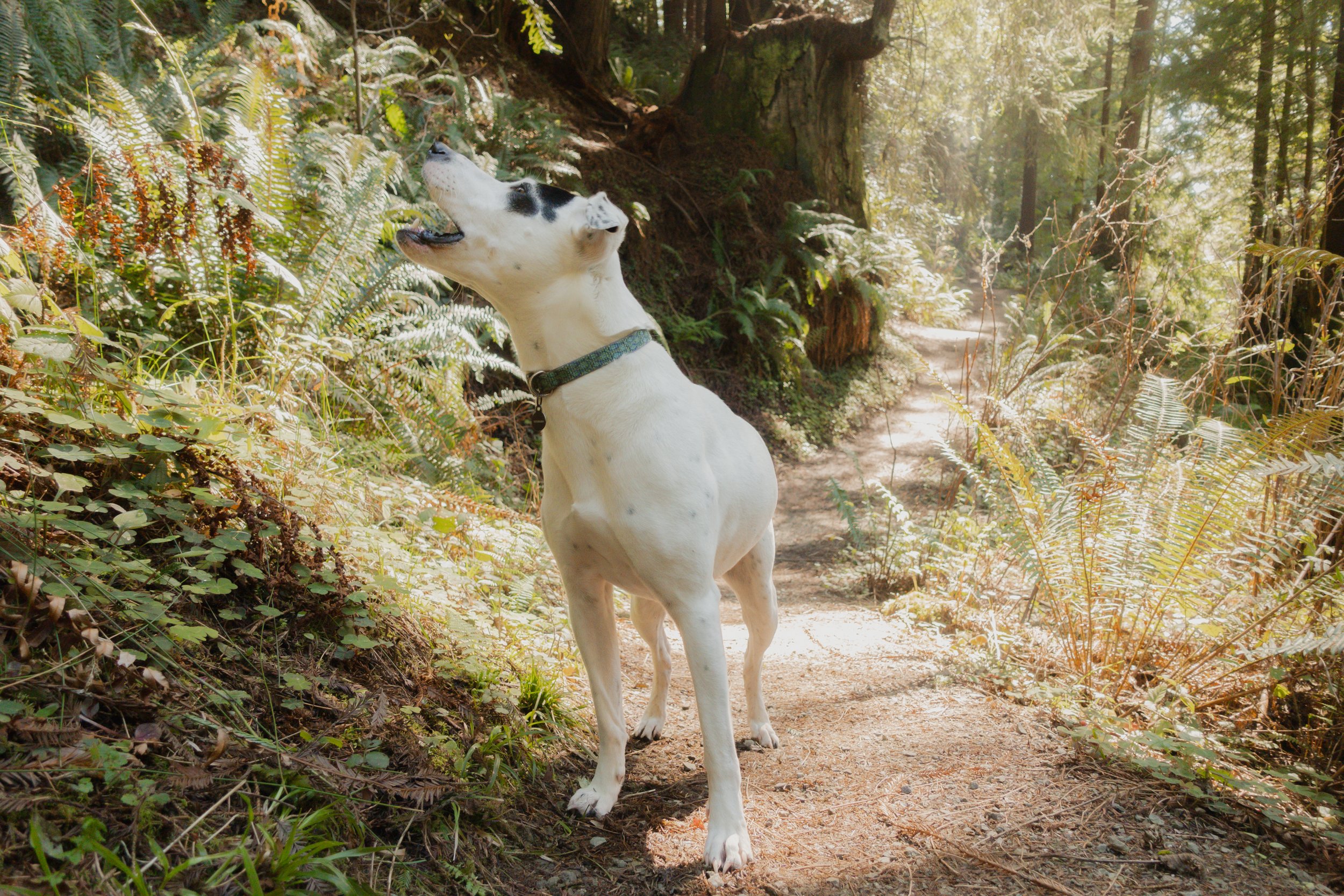 Pets-127.jpg