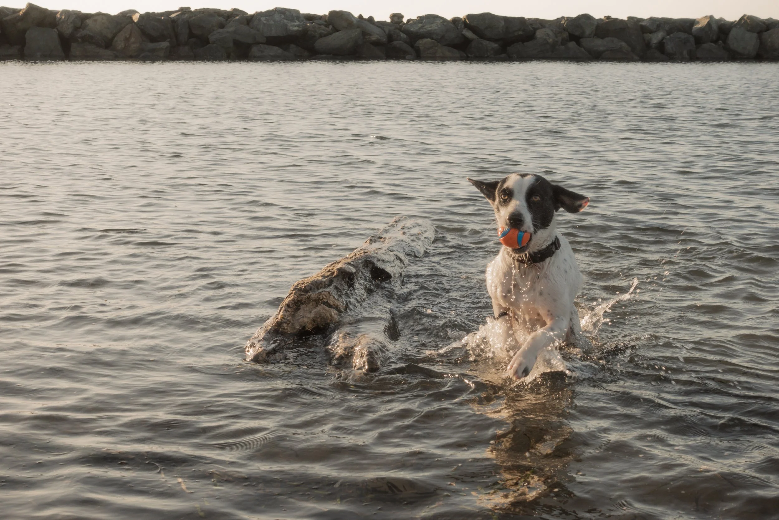 Pets-184.jpg