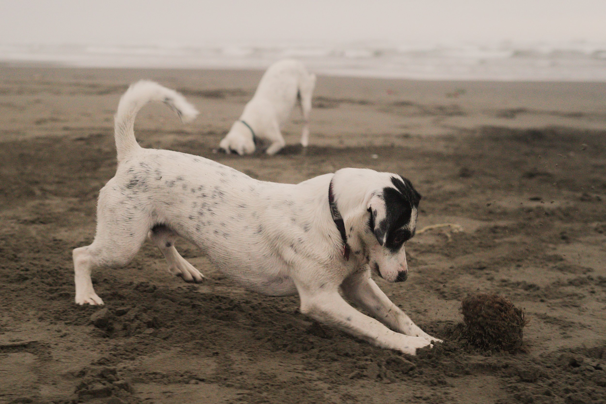 Pets-22.jpg