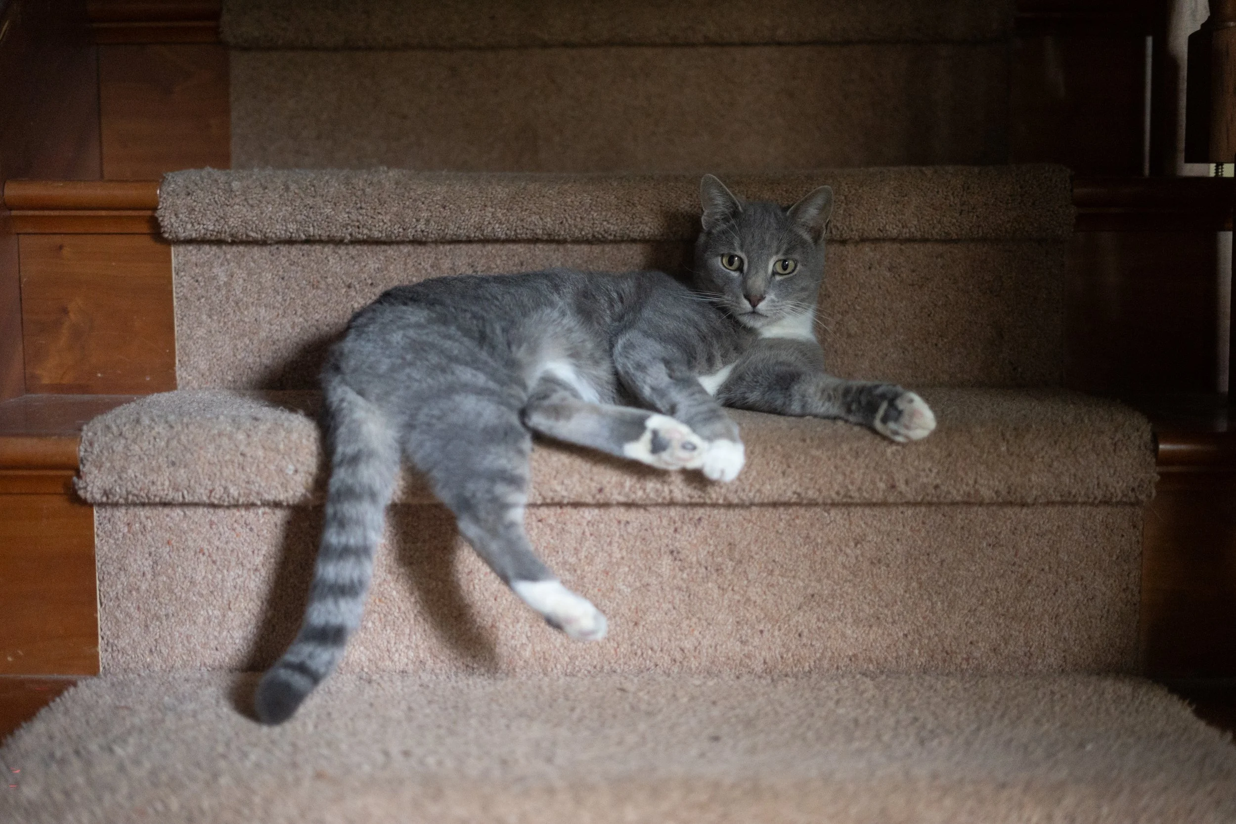 Pets-230.jpg