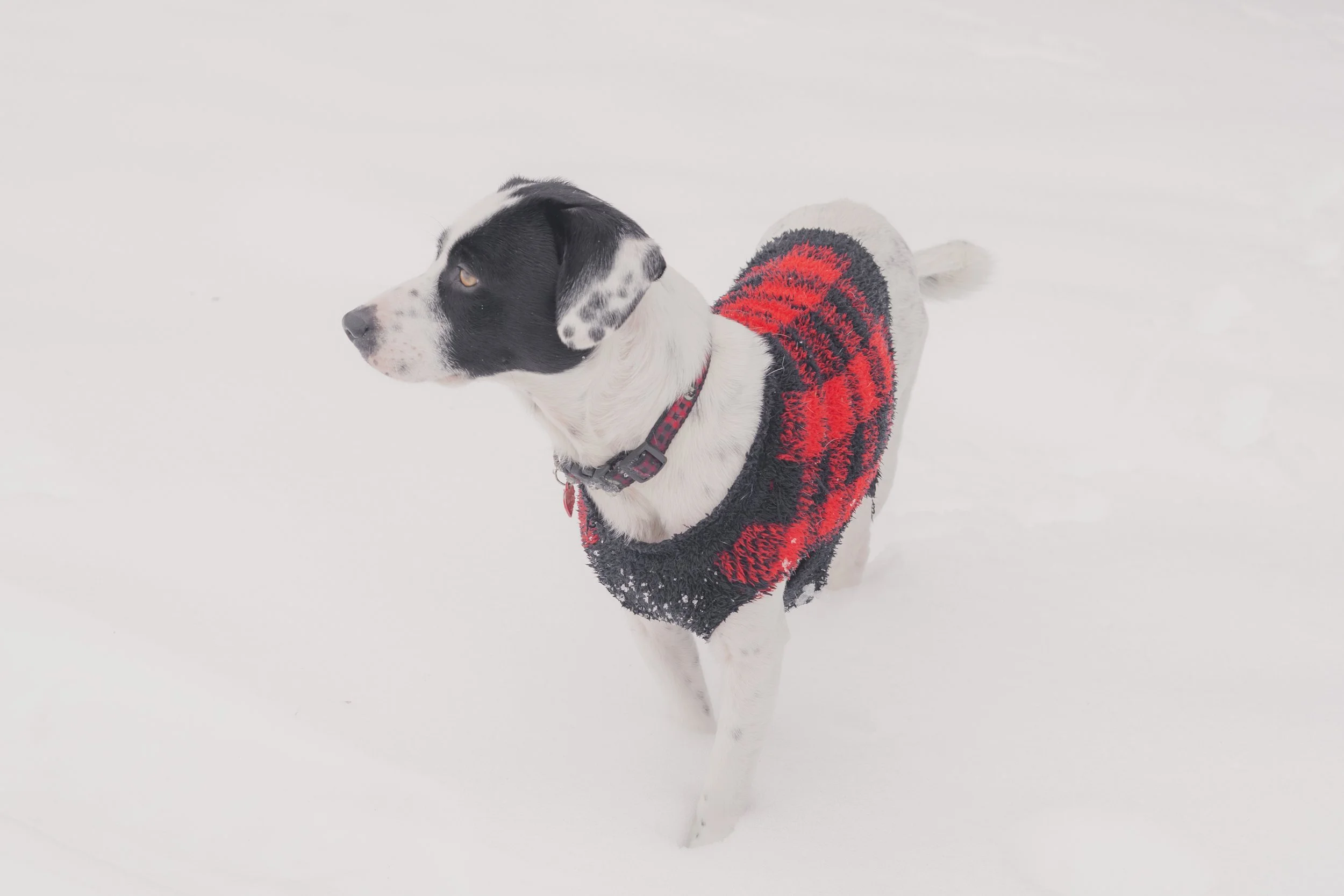 Pets-107.jpg