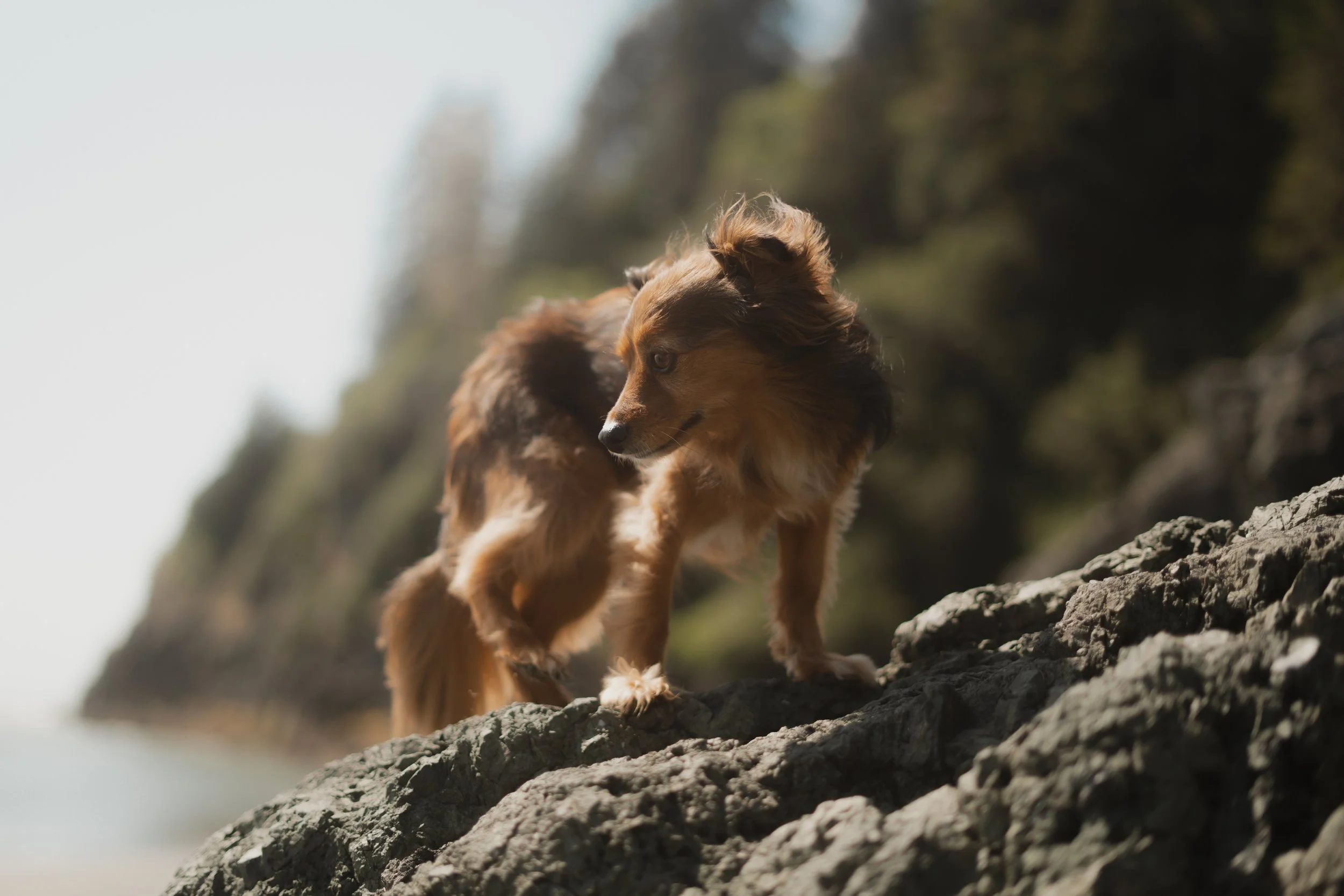 Pets-3.jpg