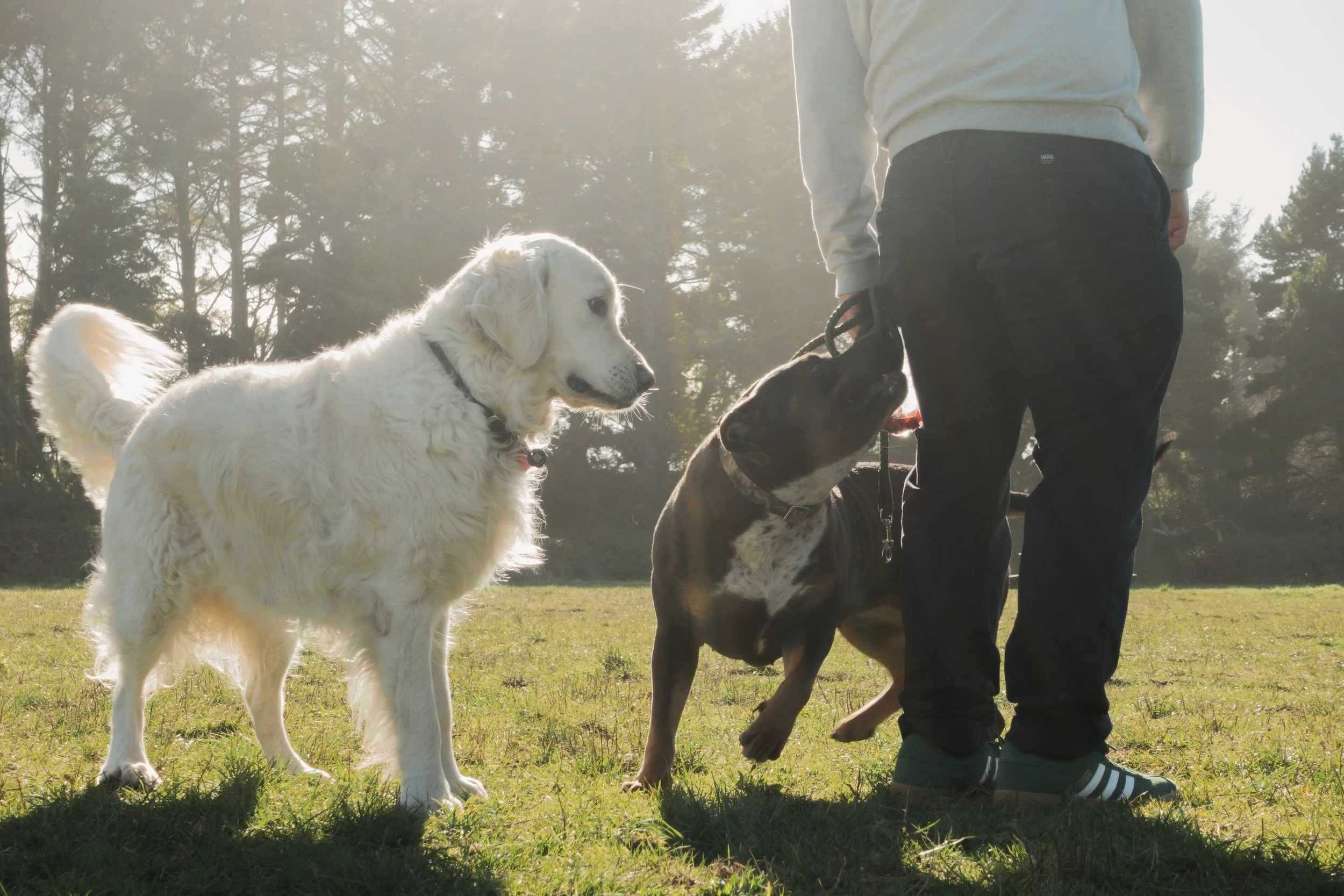 Pets-82.jpg