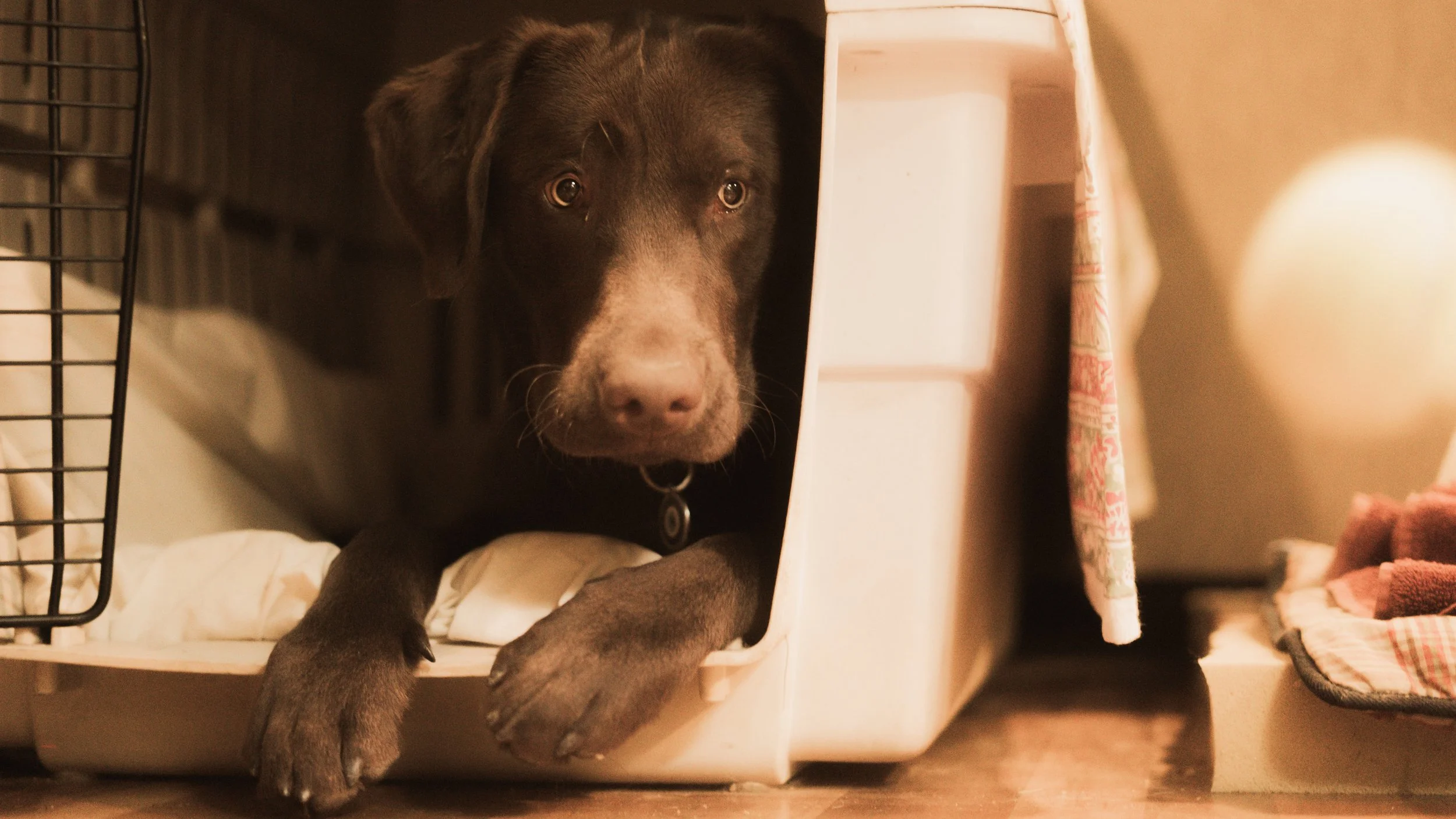 PetCollageOrdered_23.jpg