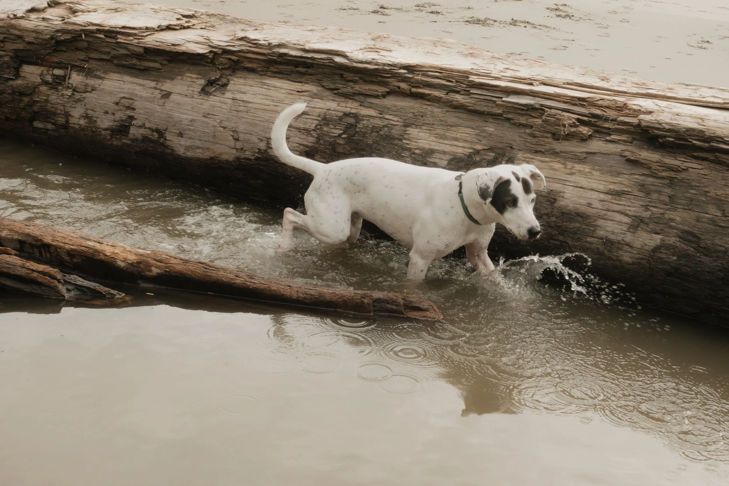 Pets-118.jpg