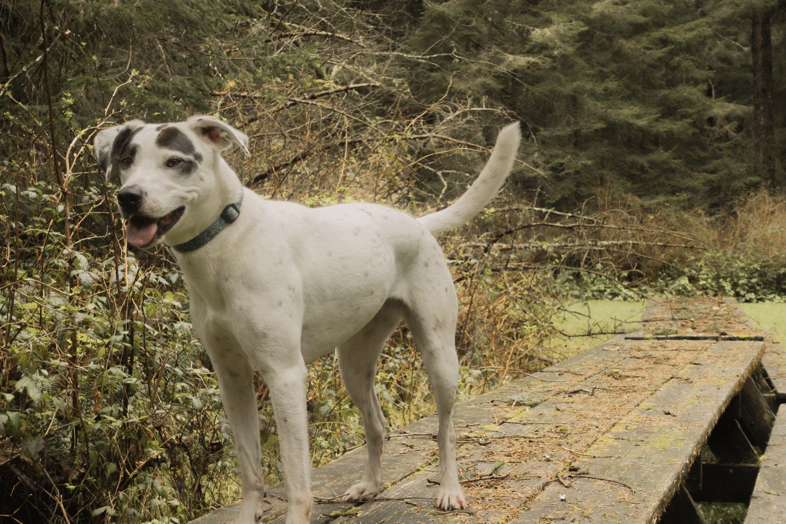 Pets-122.jpg