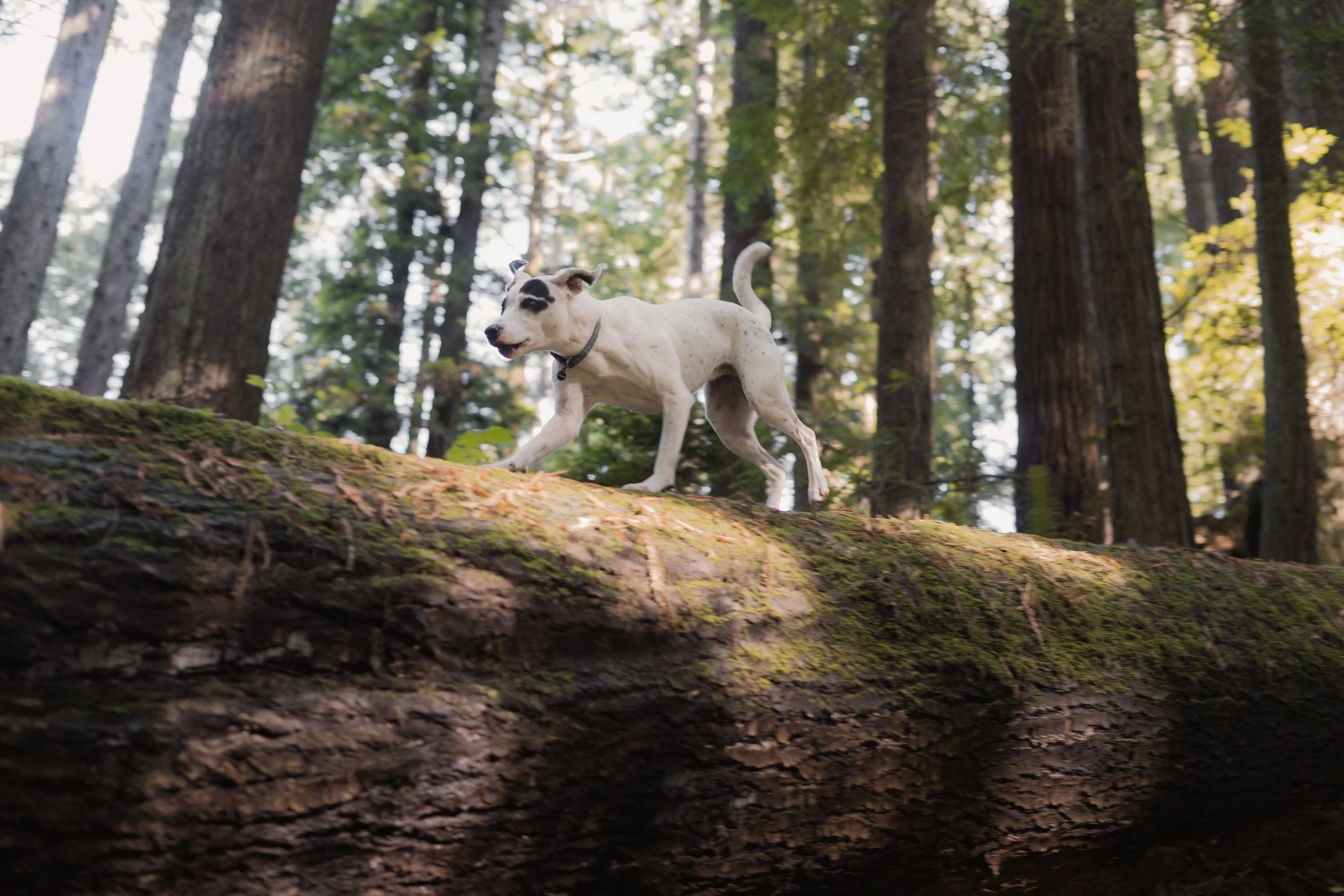 Pets-44.jpg
